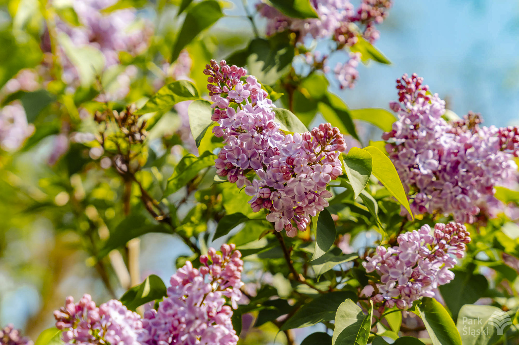 Tauron Park Śląski-33 Europerspektywy Park Śląski - zielone serce aglomeracji