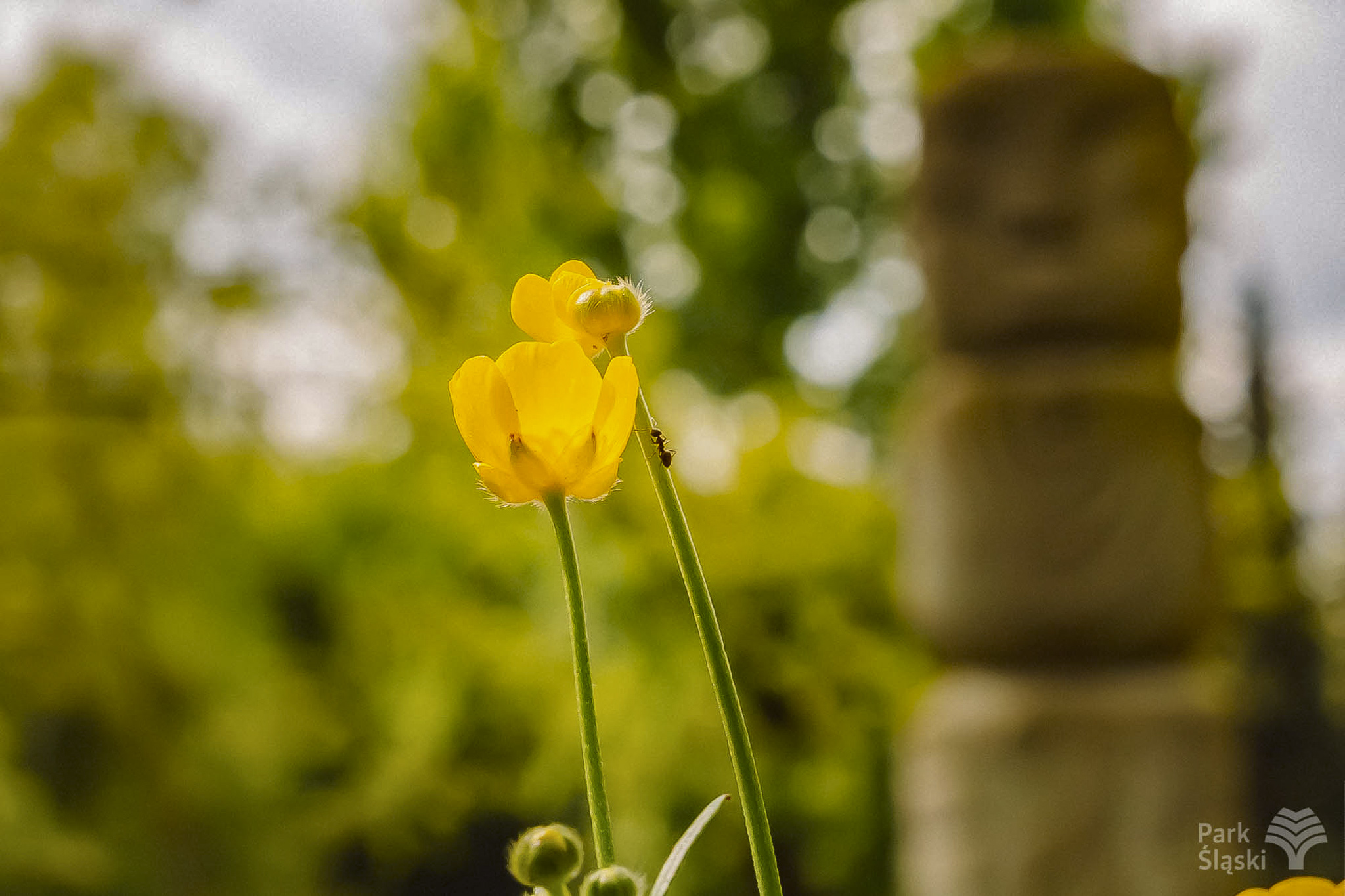 Tauron Park Śląski-36 Europerspektywy Park Śląski - zielone serce aglomeracji
