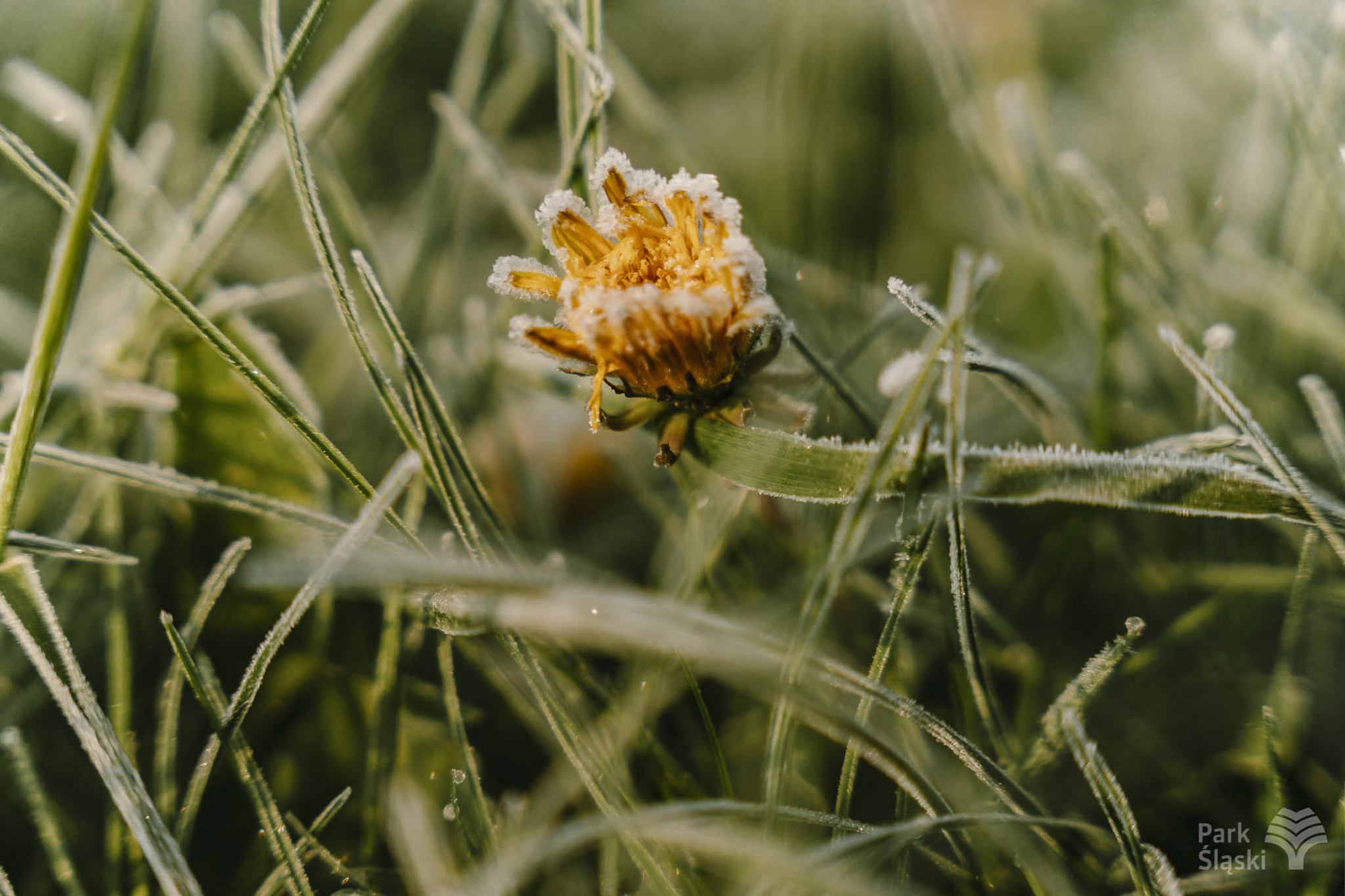 Tauron Park Śląski-38 Europerspektywy Park Śląski - zielone serce aglomeracji
