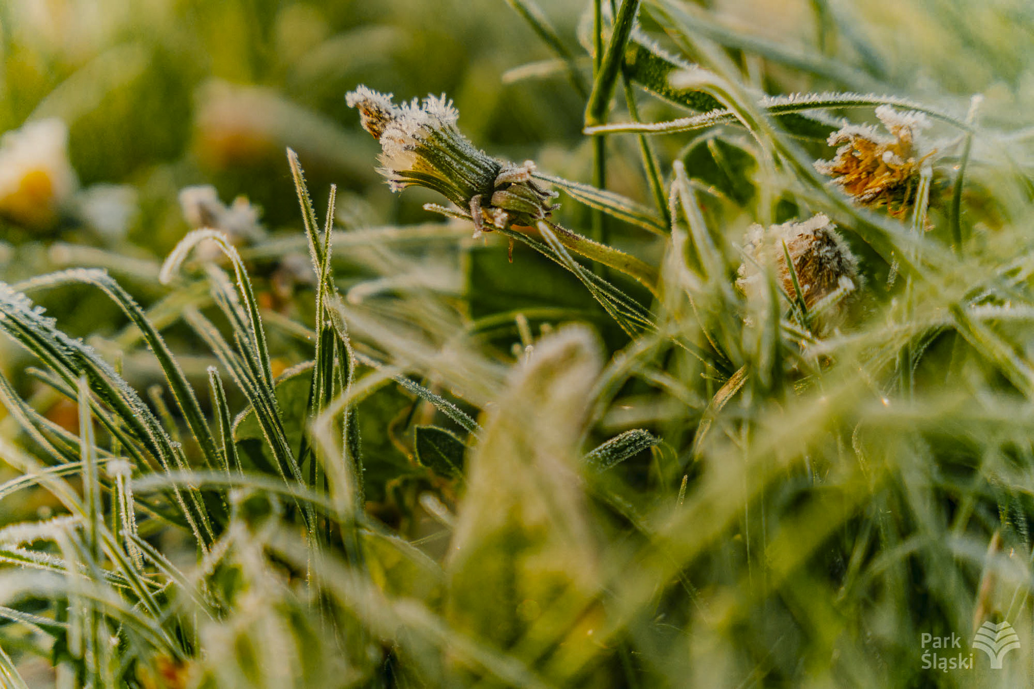 Tauron Park Śląski-39 Europerspektywy Park Śląski - zielone serce aglomeracji