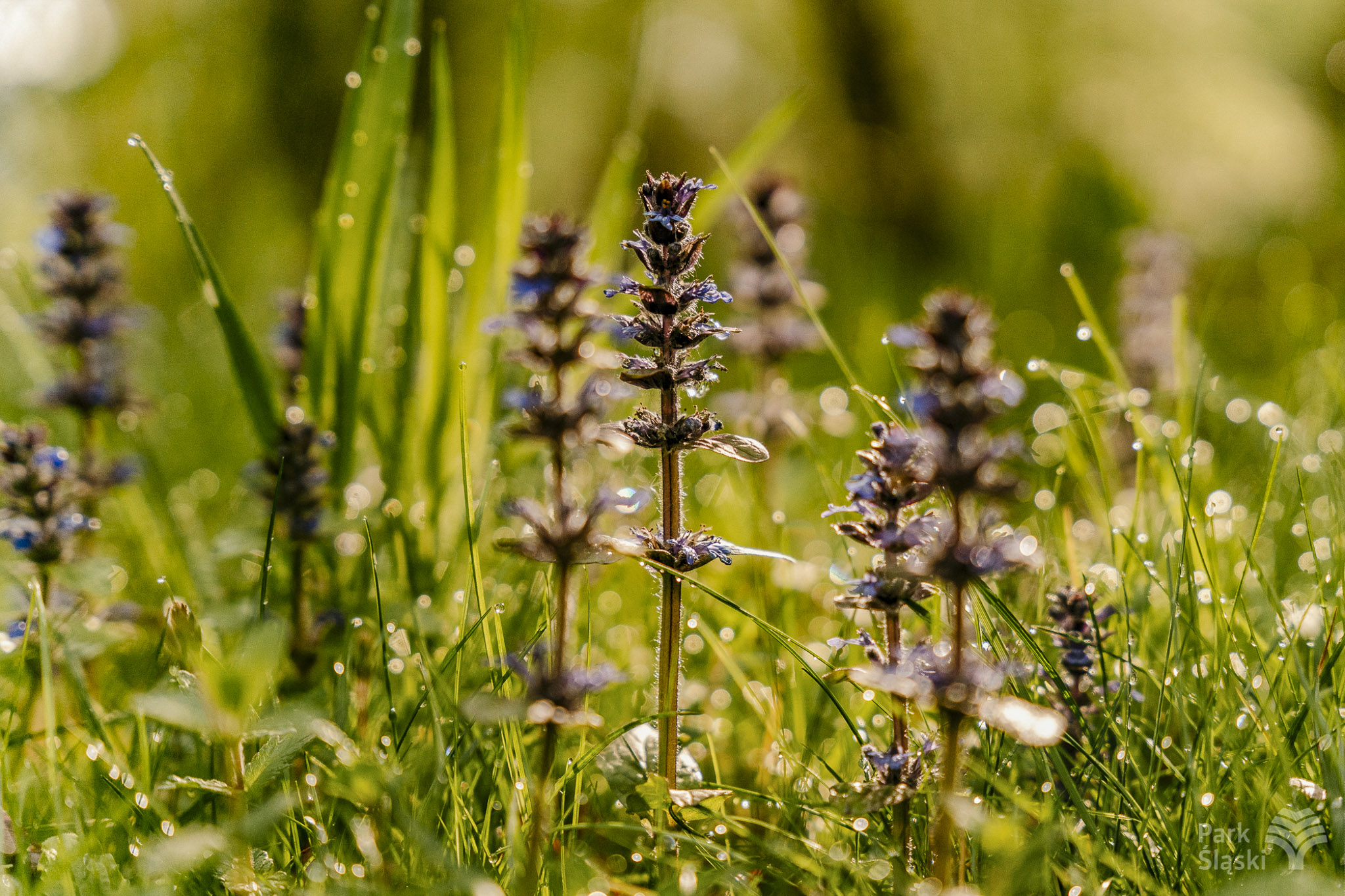 Tauron Park Śląski-40 Europerspektywy Park Śląski - zielone serce aglomeracji