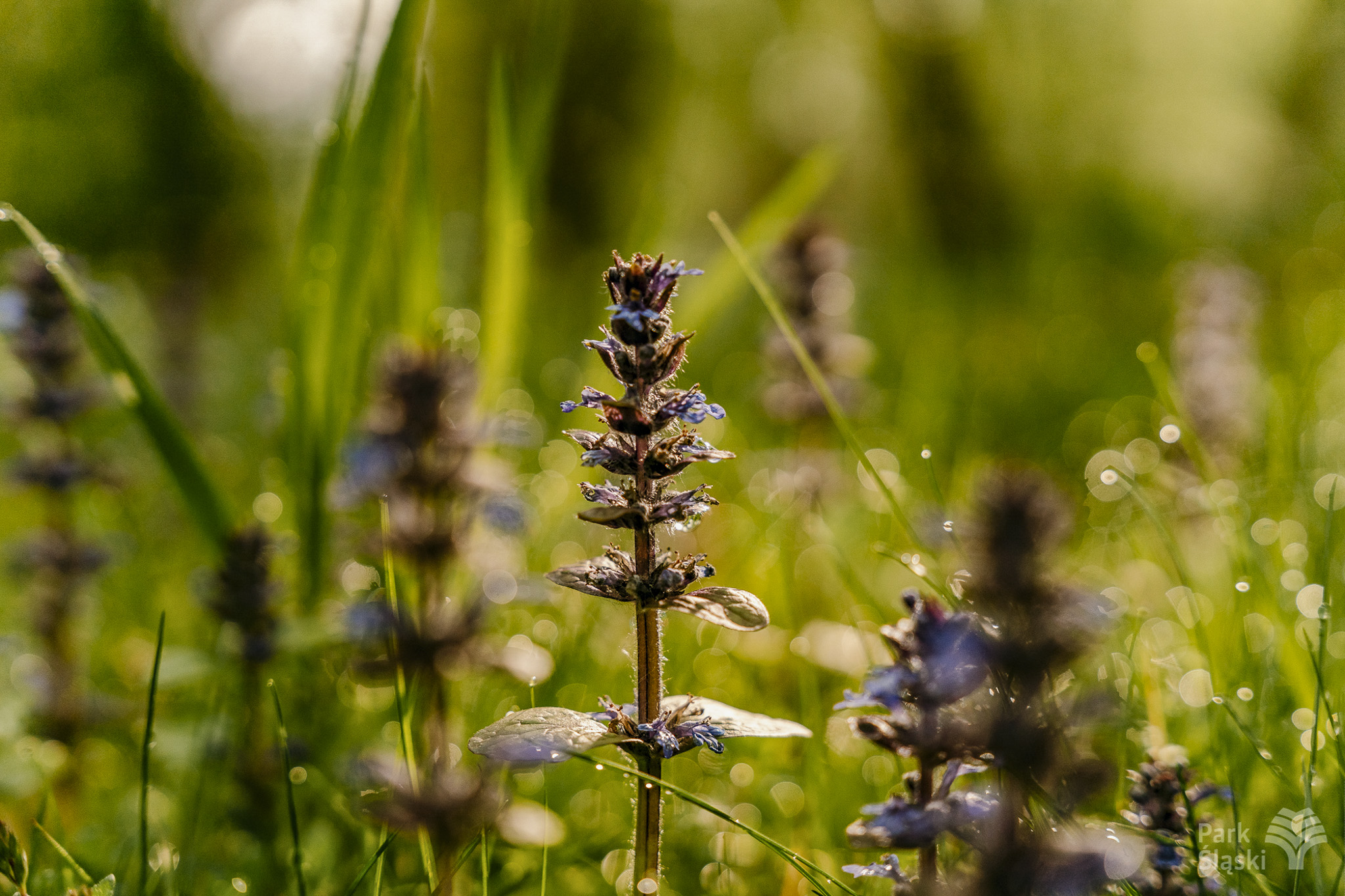 Tauron Park Śląski-41 Europerspektywy Park Śląski - zielone serce aglomeracji