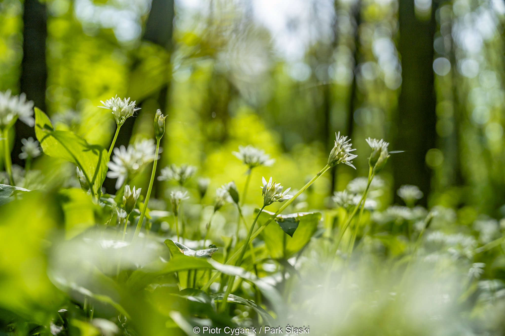 Tauron Park Śląski-42 Europerspektywy Park Śląski - zielone serce aglomeracji