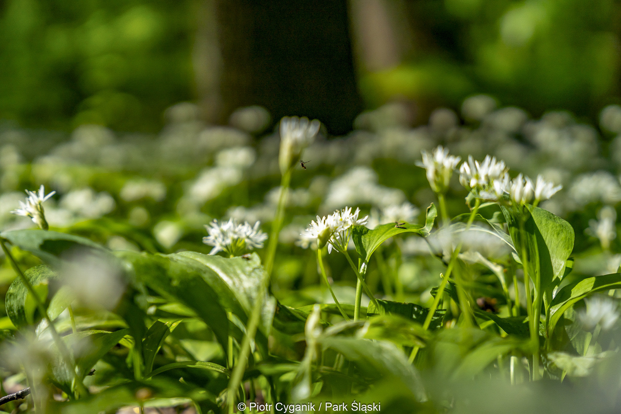 Tauron Park Śląski-43 Europerspektywy Park Śląski - zielone serce aglomeracji