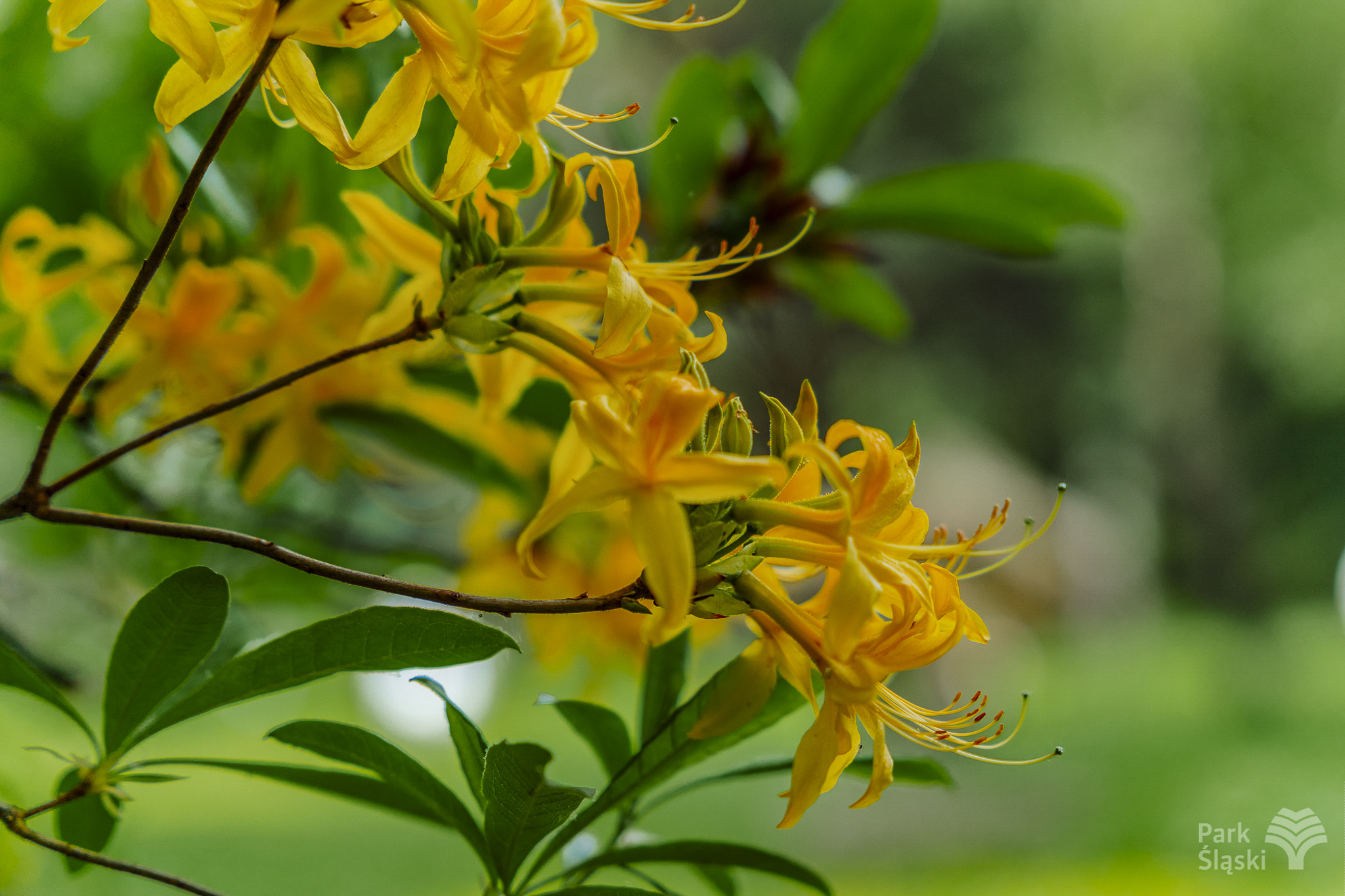 Tauron Park Śląski-44 Europerspektywy Park Śląski - zielone serce aglomeracji