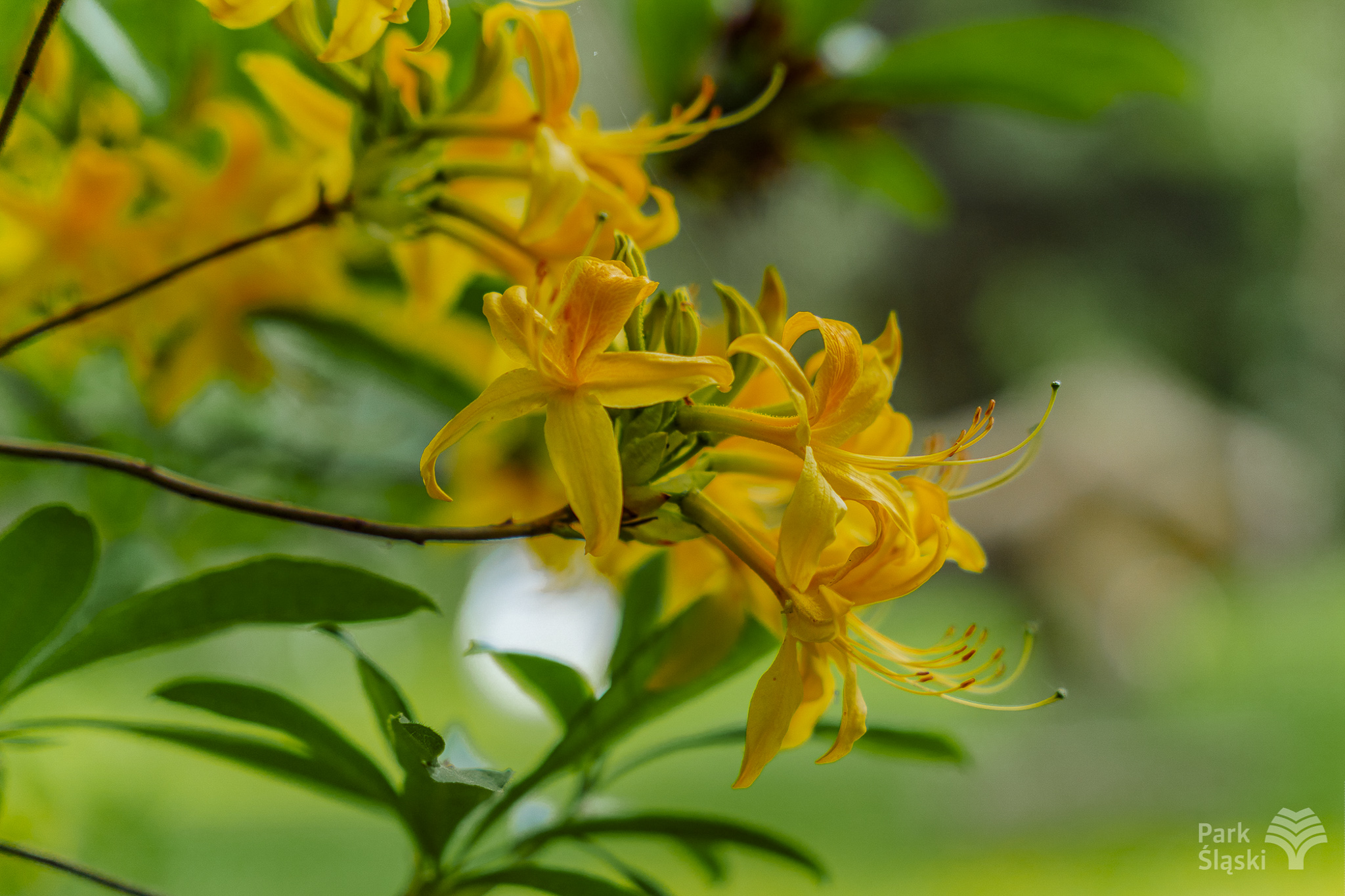 Tauron Park Śląski-45 Europerspektywy Park Śląski - zielone serce aglomeracji
