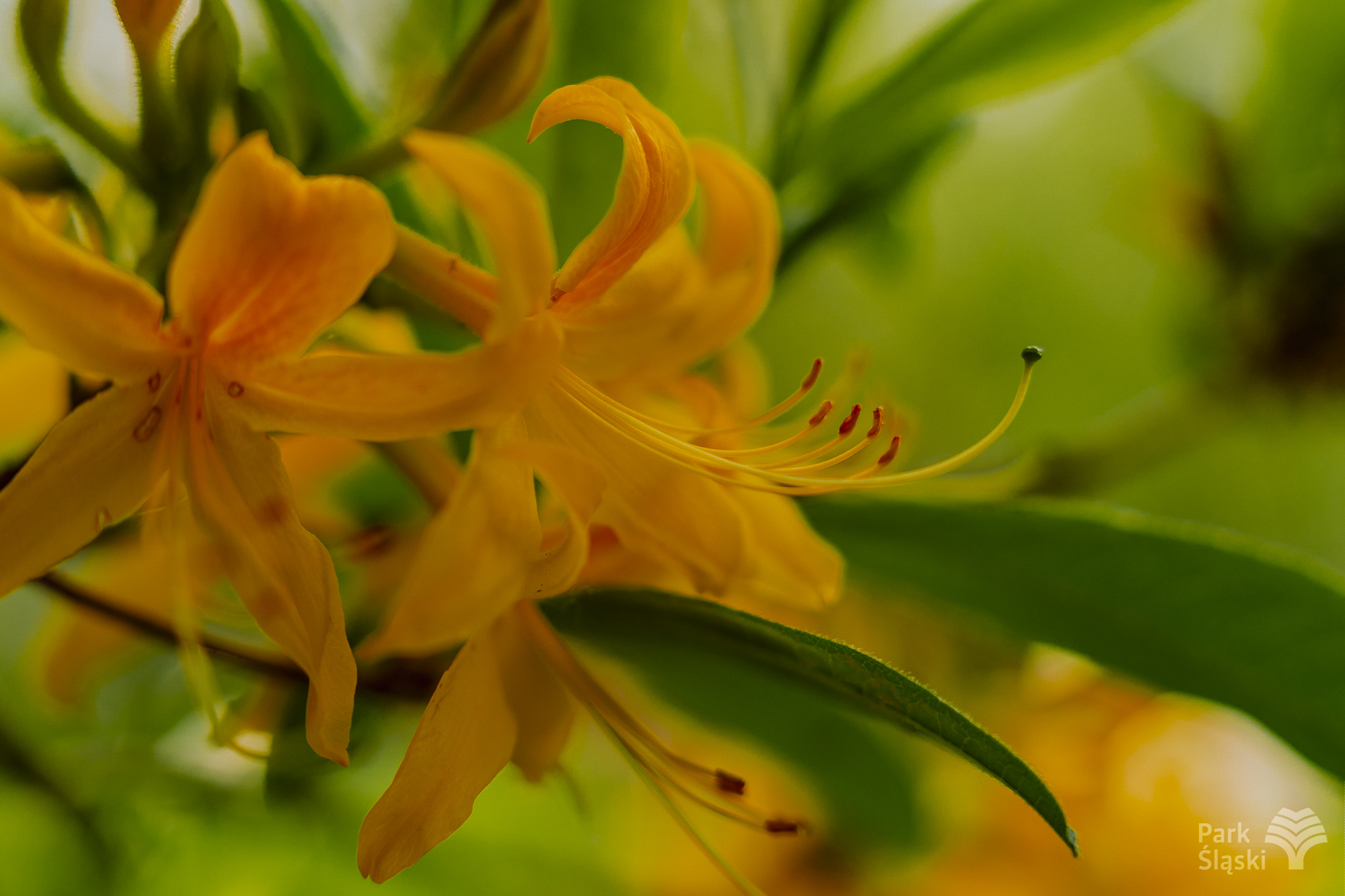 Tauron Park Śląski-46 Europerspektywy Park Śląski - zielone serce aglomeracji