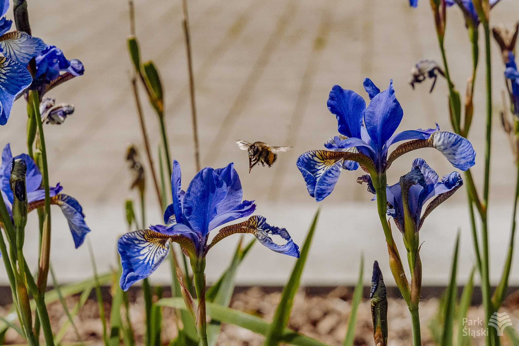 Tauron Park Śląski-50 Europerspektywy Park Śląski - zielone serce aglomeracji
