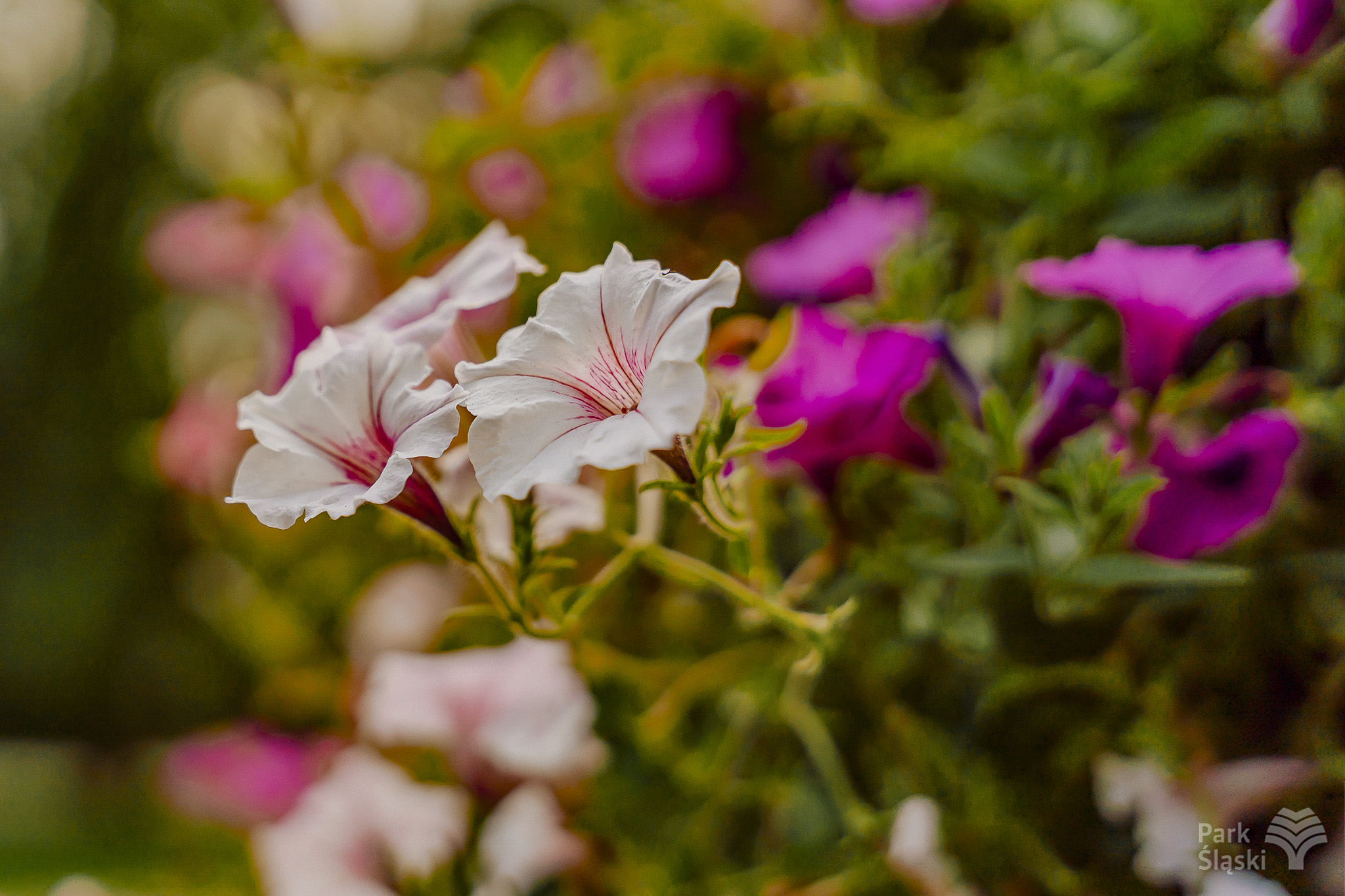 Tauron Park Śląski-52 Europerspektywy Park Śląski - zielone serce aglomeracji