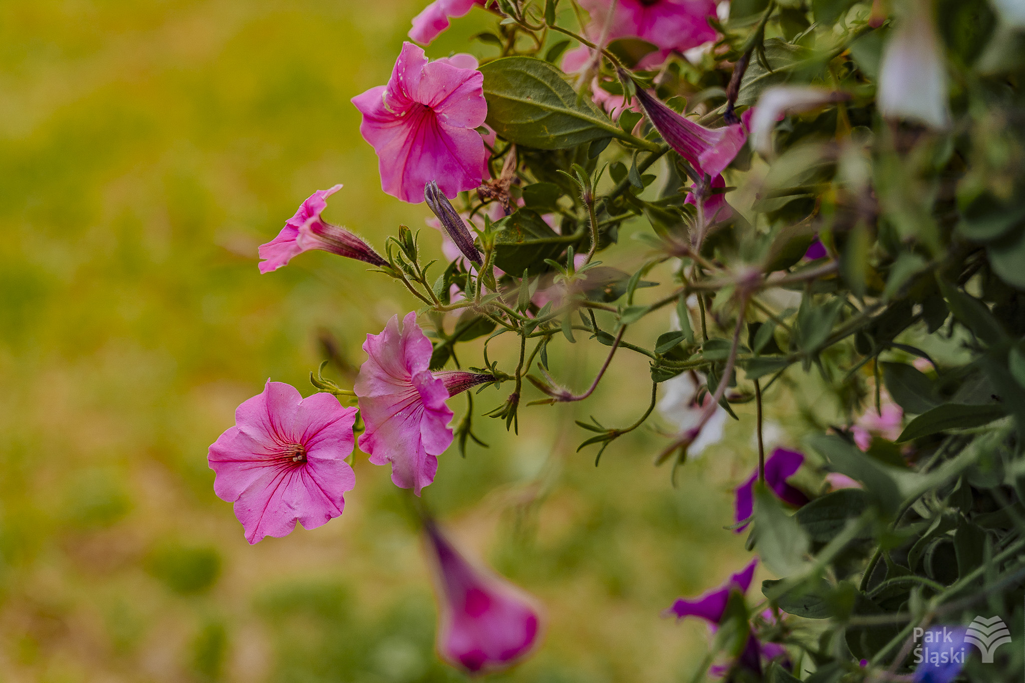 Tauron Park Śląski-53 Europerspektywy Park Śląski - zielone serce aglomeracji