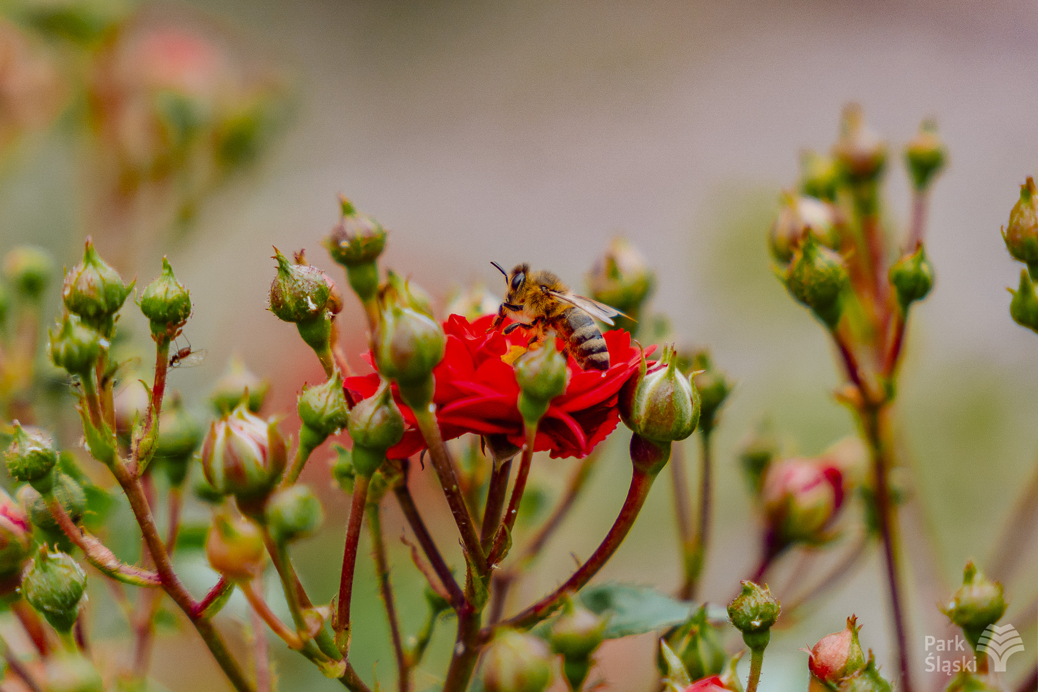 Tauron Park Śląski-54 Europerspektywy Park Śląski - zielone serce aglomeracji