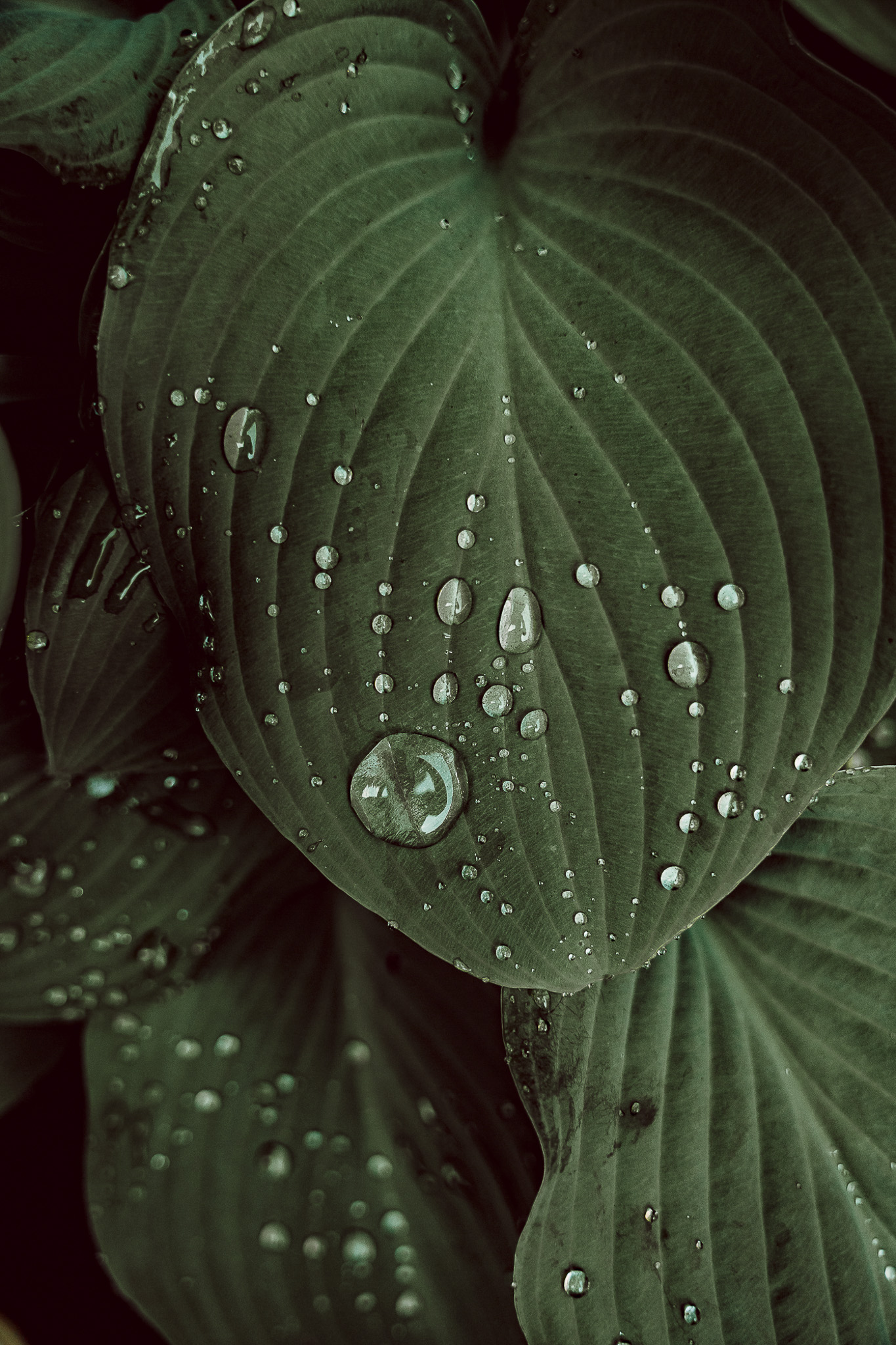 Tauron Park Śląski-56 Europerspektywy Park Śląski - zielone serce aglomeracji