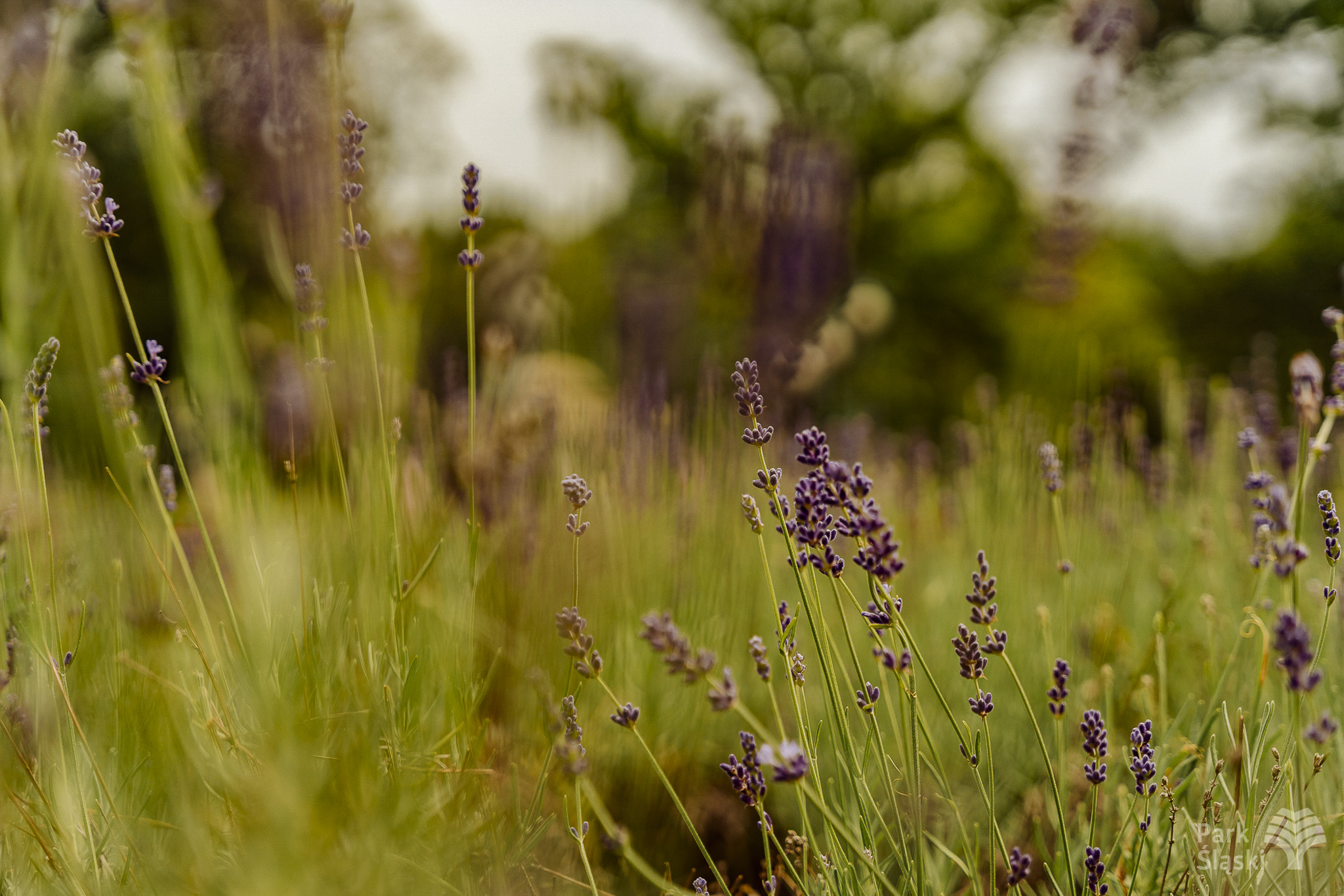 Tauron Park Śląski-59 Europerspektywy Park Śląski - zielone serce aglomeracji