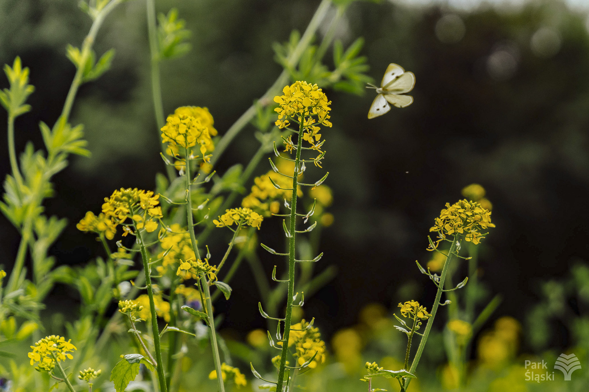 Tauron Park Śląski-61 Europerspektywy Park Śląski - zielone serce aglomeracji