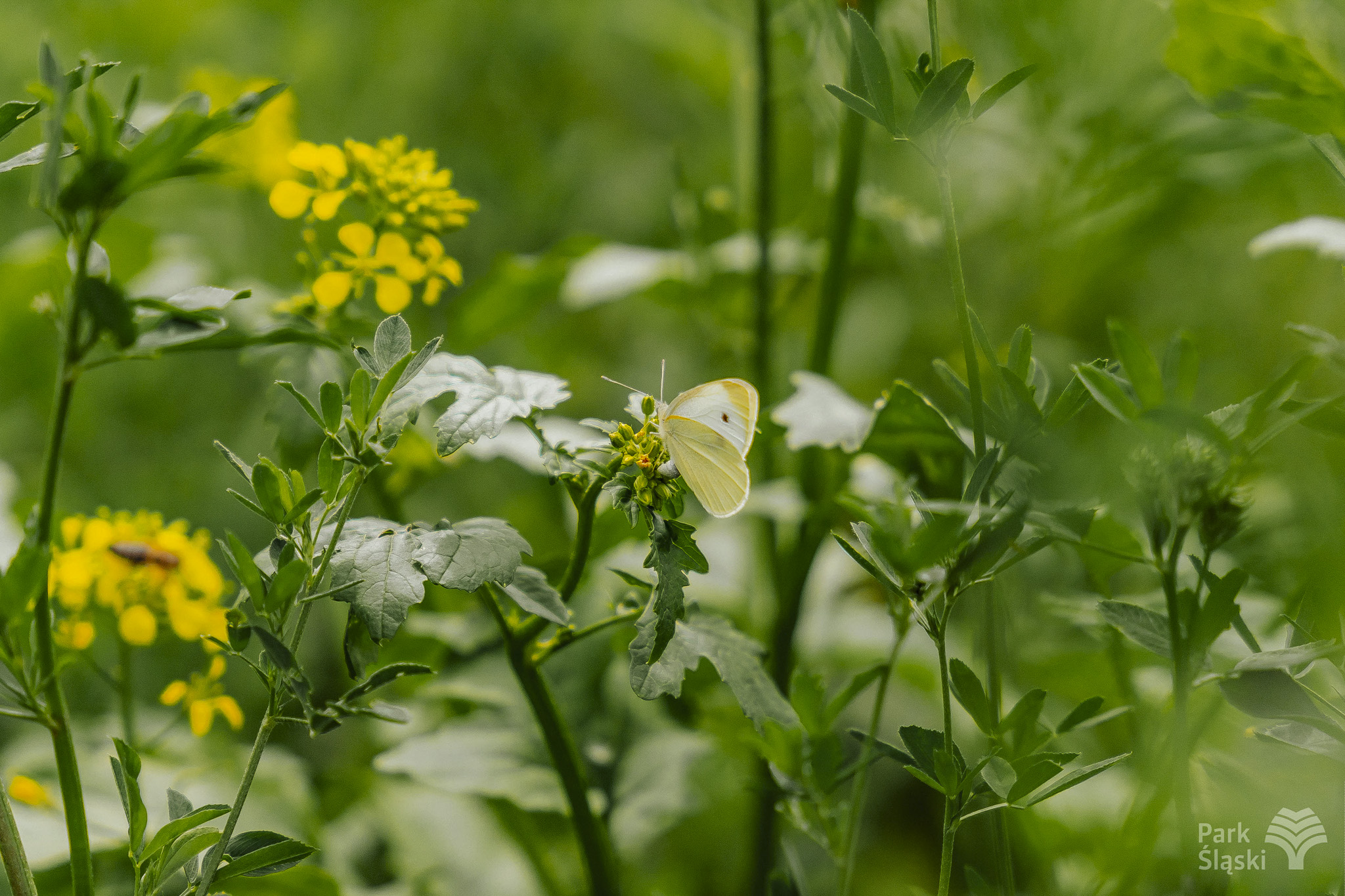 Tauron Park Śląski-62 Europerspektywy Park Śląski - zielone serce aglomeracji