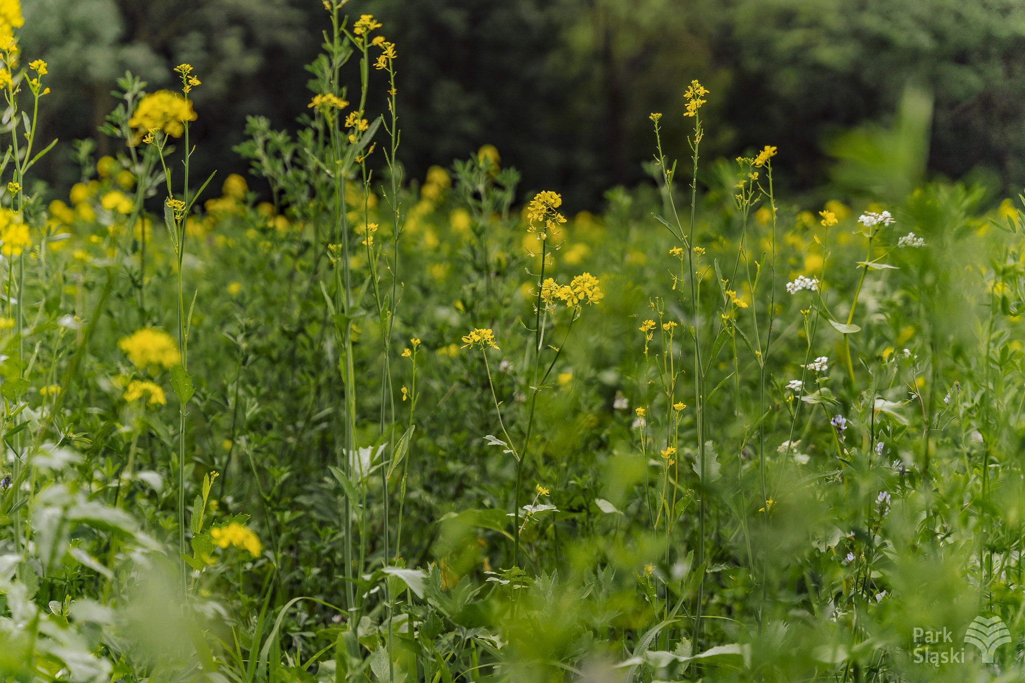 Europerspektywy Park Śląski - zielone serce aglomeracji