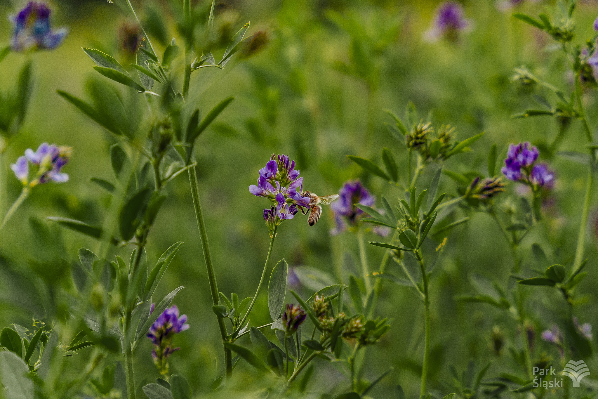 Tauron Park Śląski-64 Europerspektywy Park Śląski - zielone serce aglomeracji