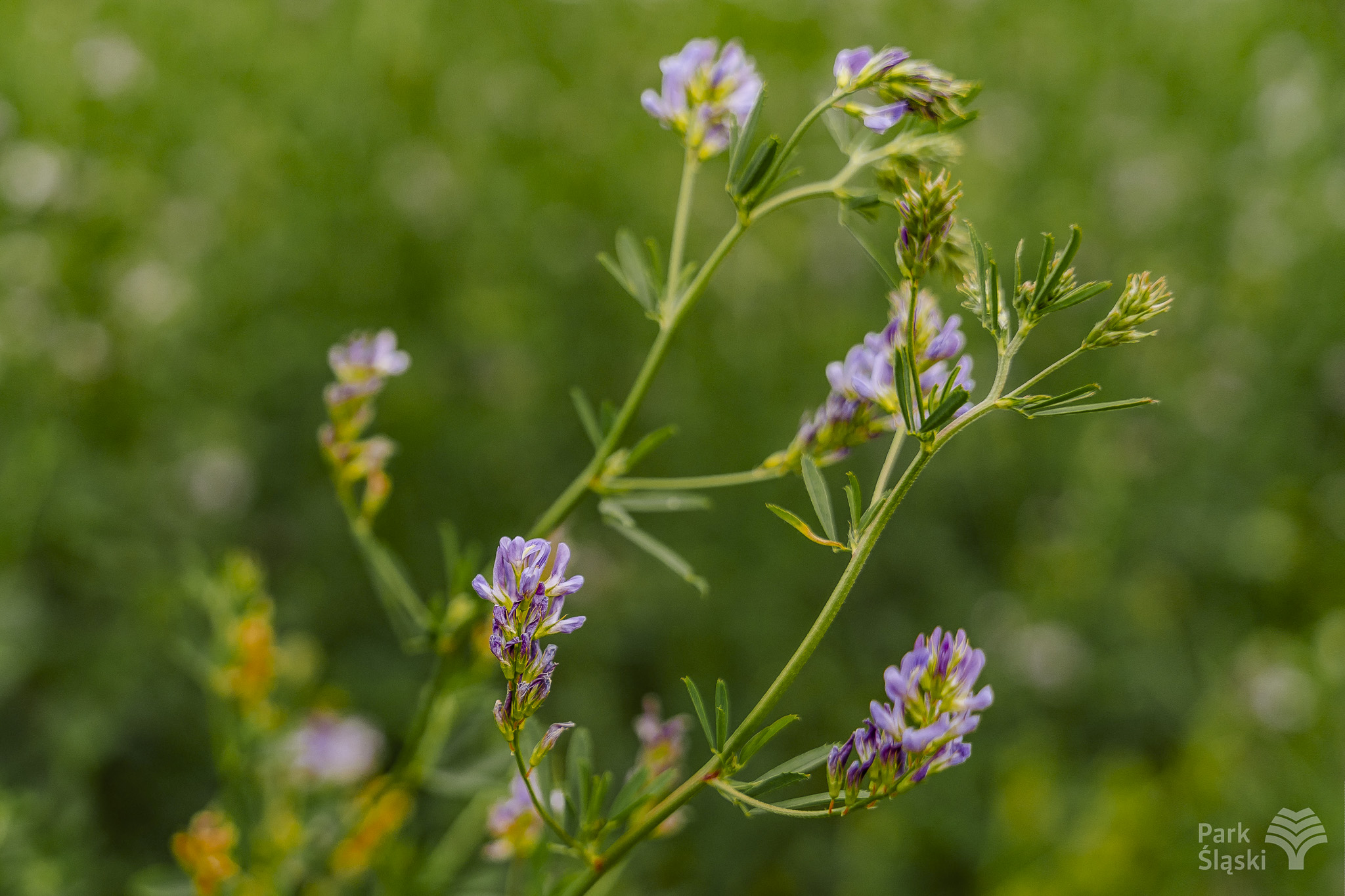 Tauron Park Śląski-65 Europerspektywy Park Śląski - zielone serce aglomeracji