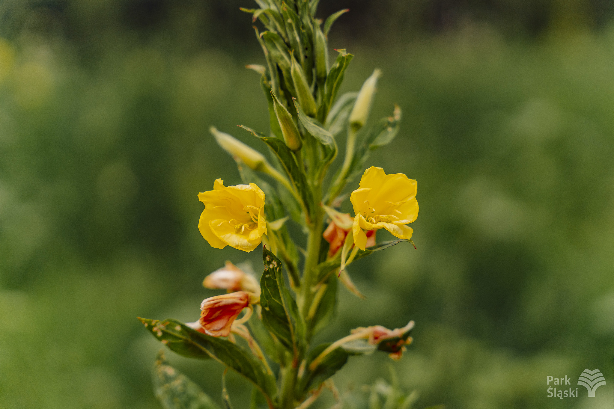 Tauron Park Śląski-66 Europerspektywy Park Śląski - zielone serce aglomeracji