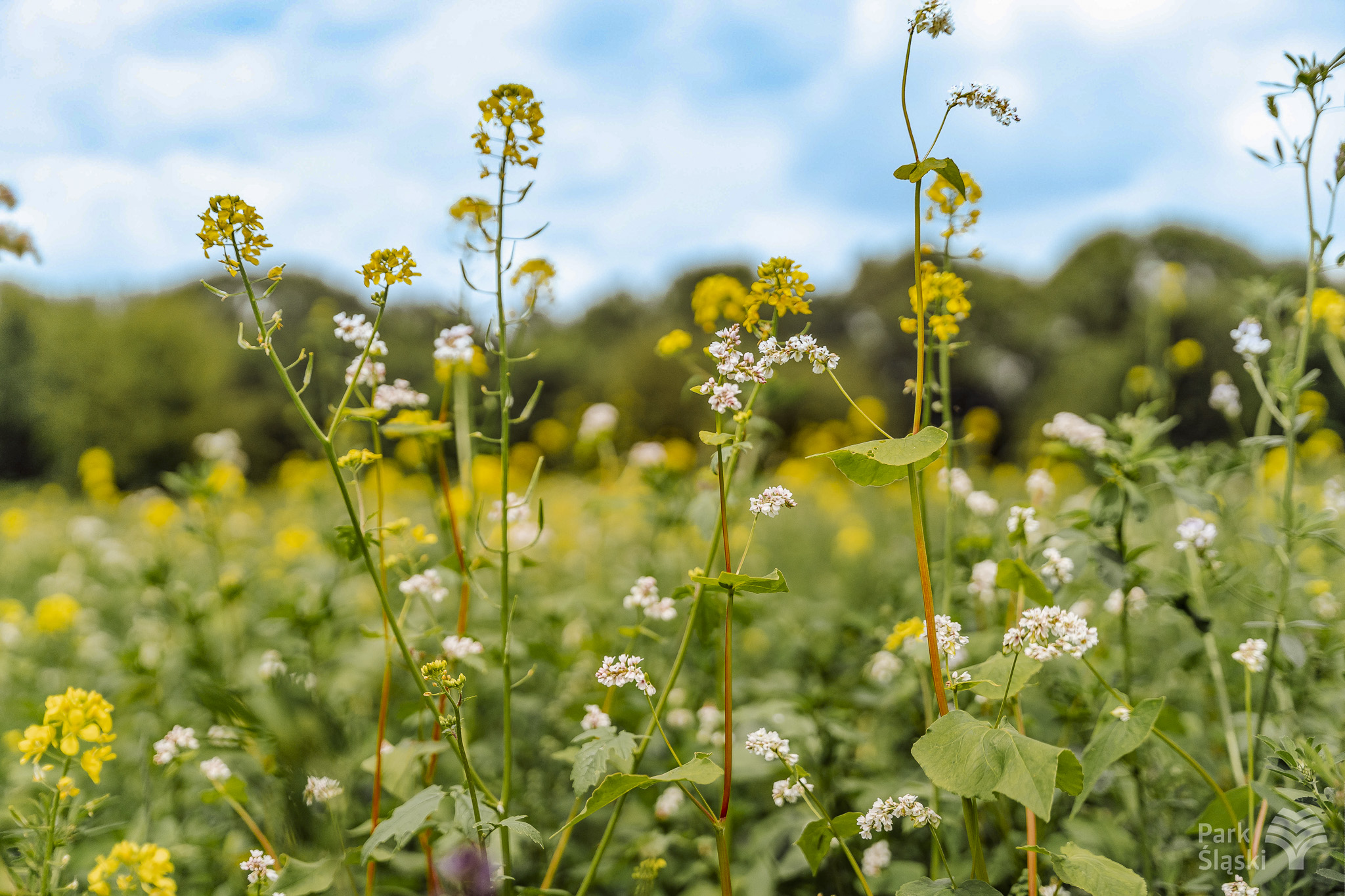 Tauron Park Śląski-67 Europerspektywy Park Śląski - zielone serce aglomeracji