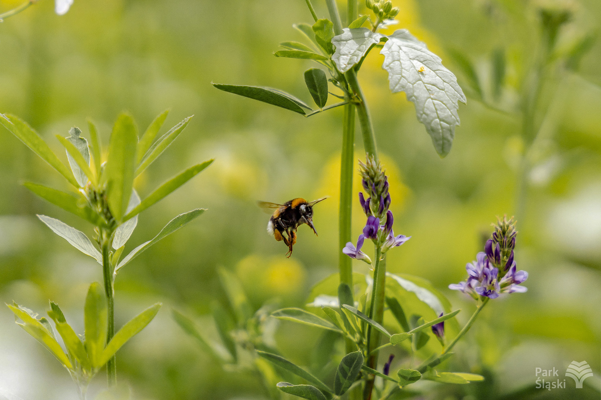 Europerspektywy Park Śląski - zielone serce aglomeracji