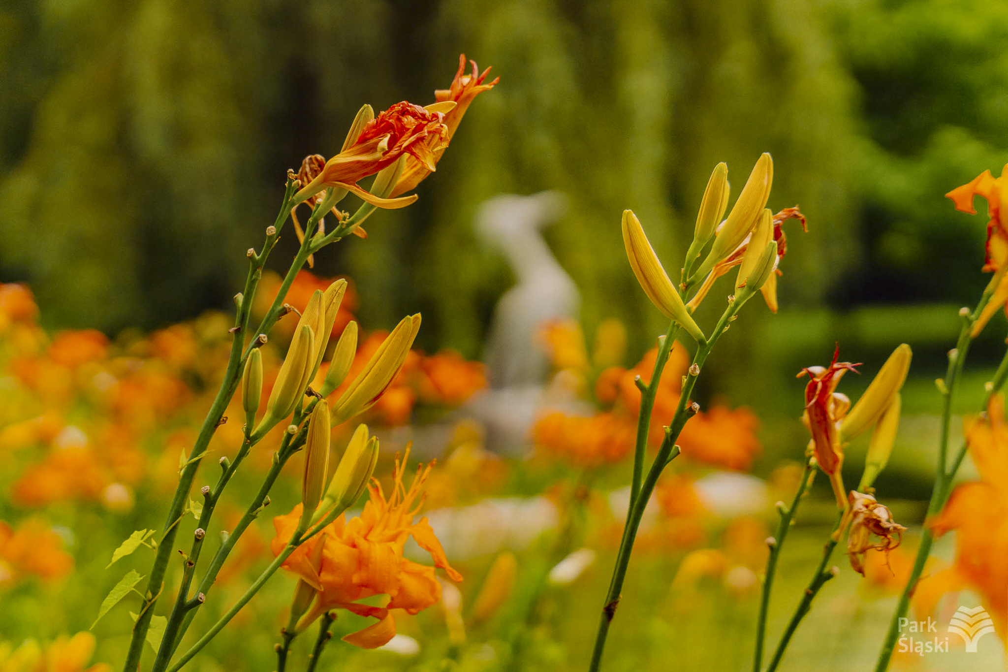Europerspektywy Park Śląski - zielone serce aglomeracji