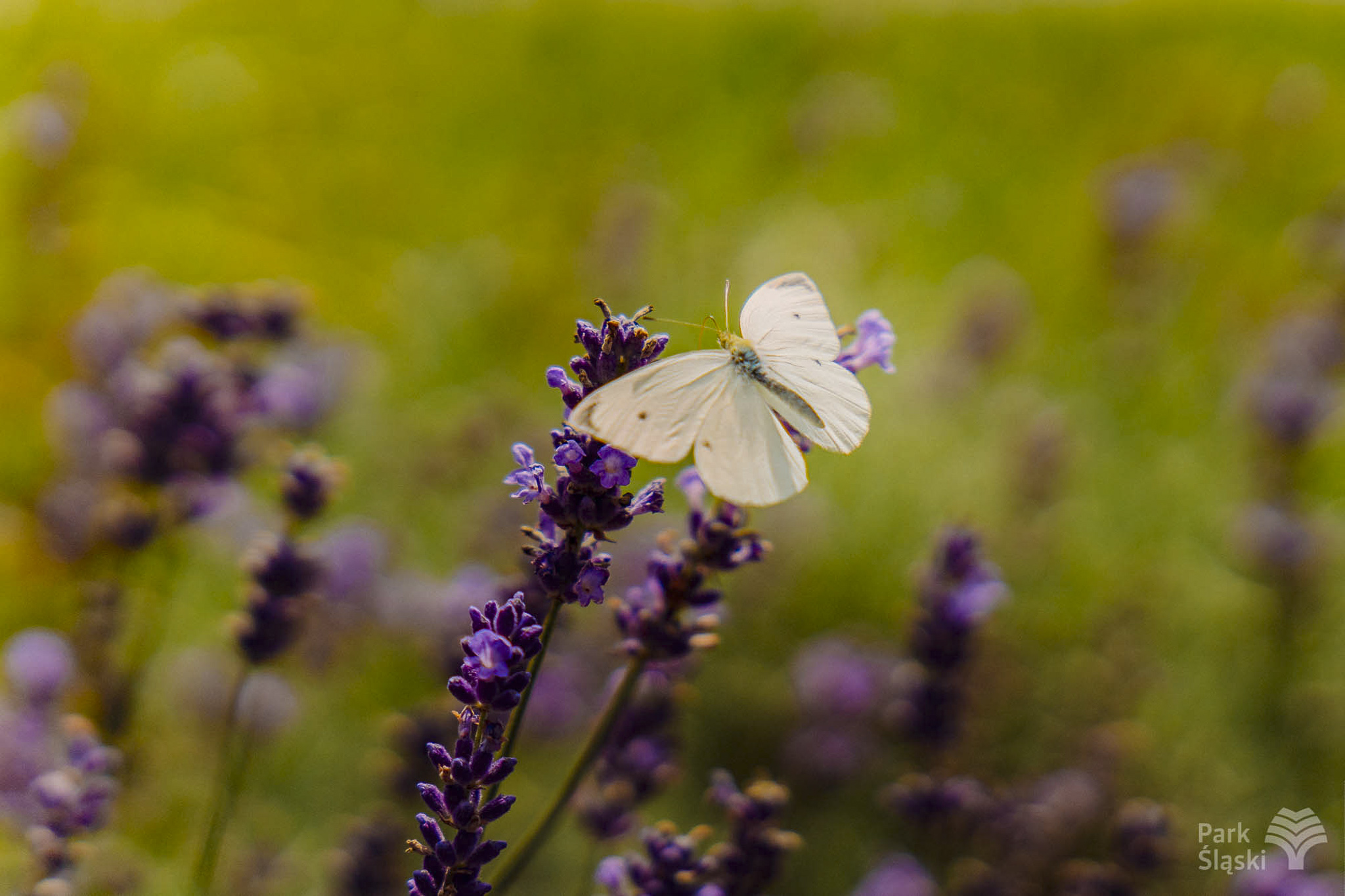 Europerspektywy Park Śląski - zielone serce aglomeracji