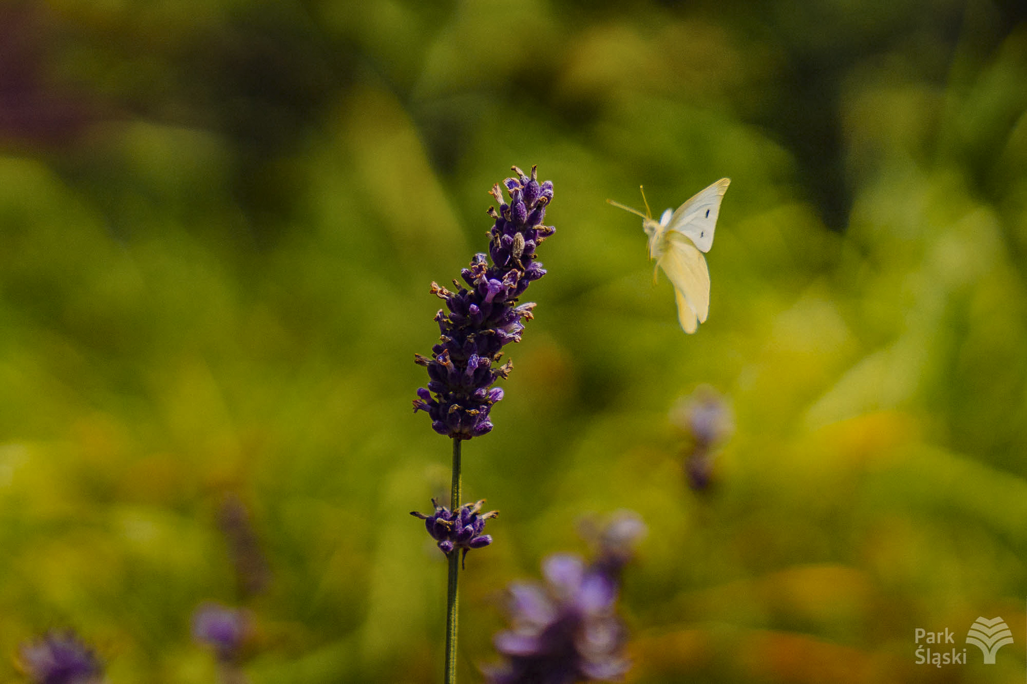 Tauron Park Śląski-72 Europerspektywy Park Śląski - zielone serce aglomeracji