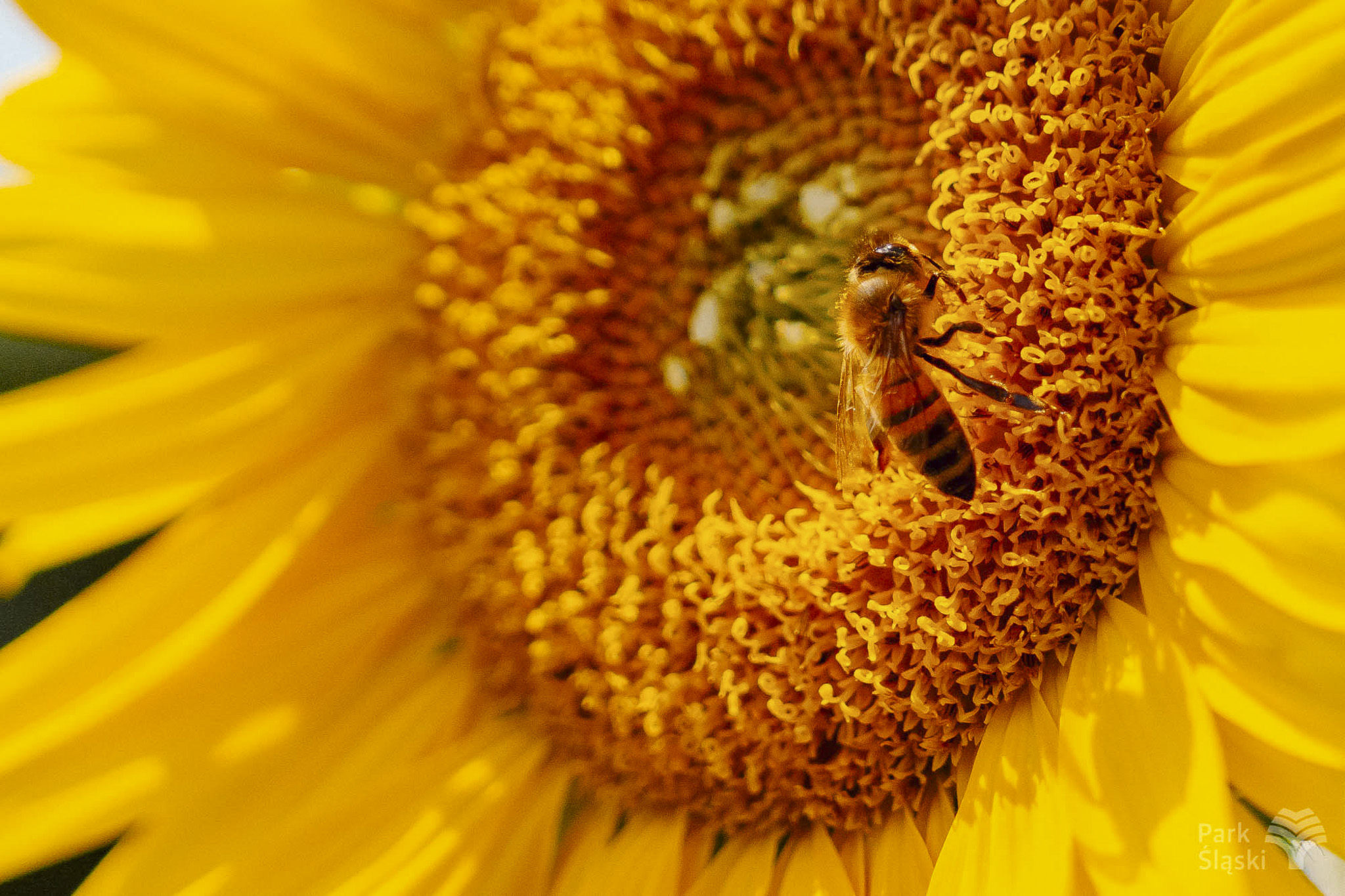 Europerspektywy Park Śląski - zielone serce aglomeracji