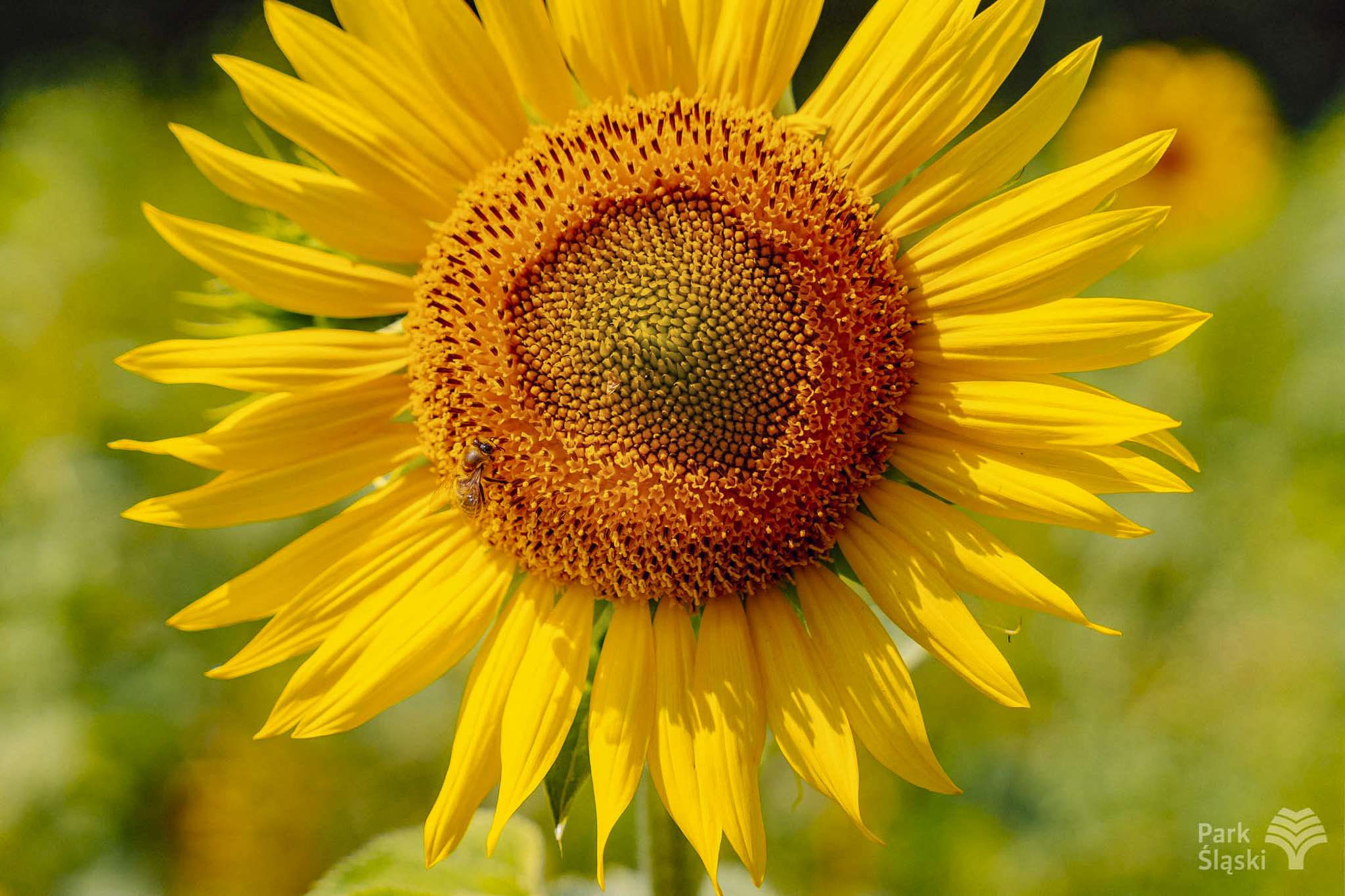 Tauron Park Śląski-75 Europerspektywy Park Śląski - zielone serce aglomeracji