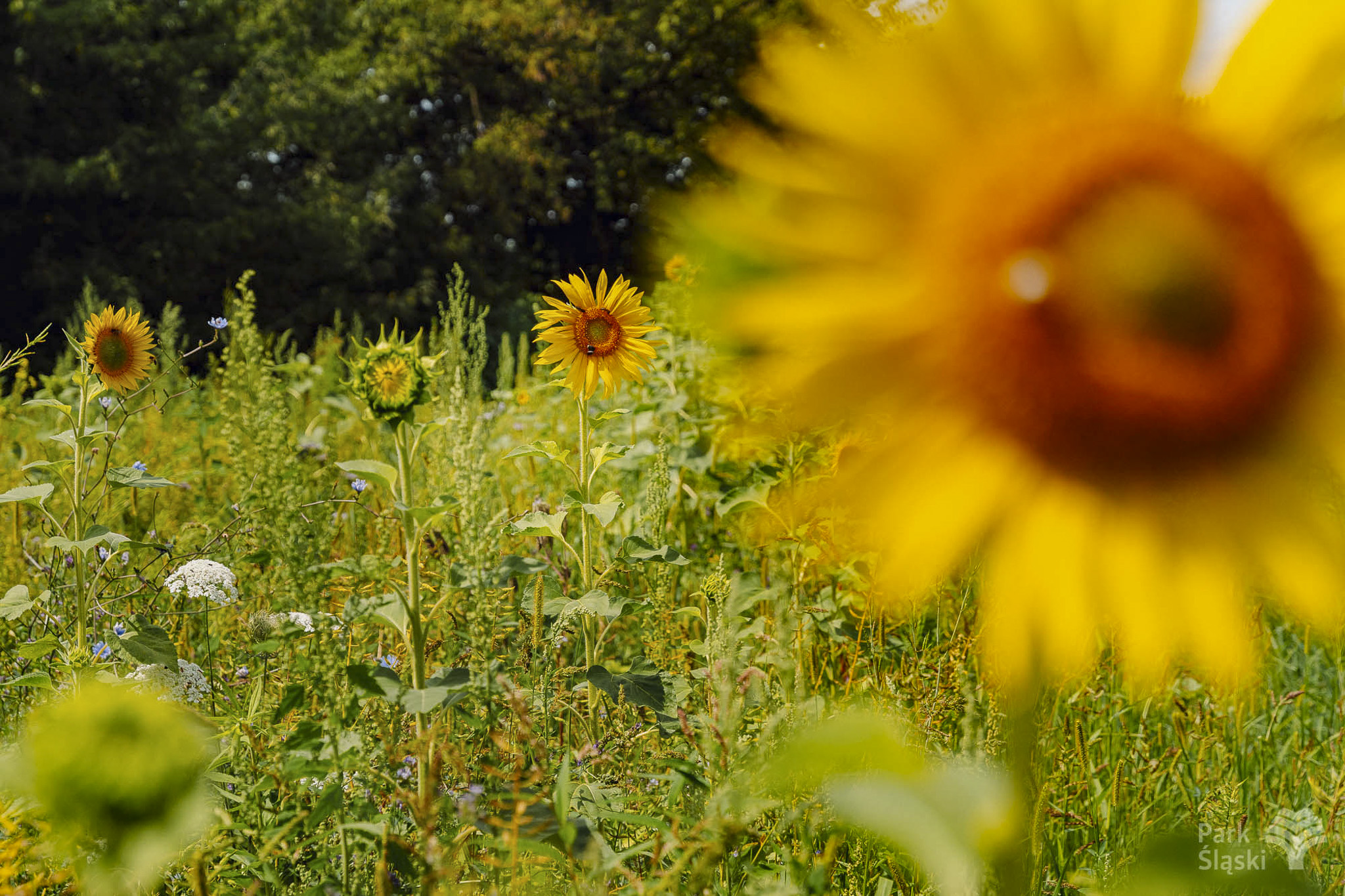 Tauron Park Śląski-76 Europerspektywy Park Śląski - zielone serce aglomeracji