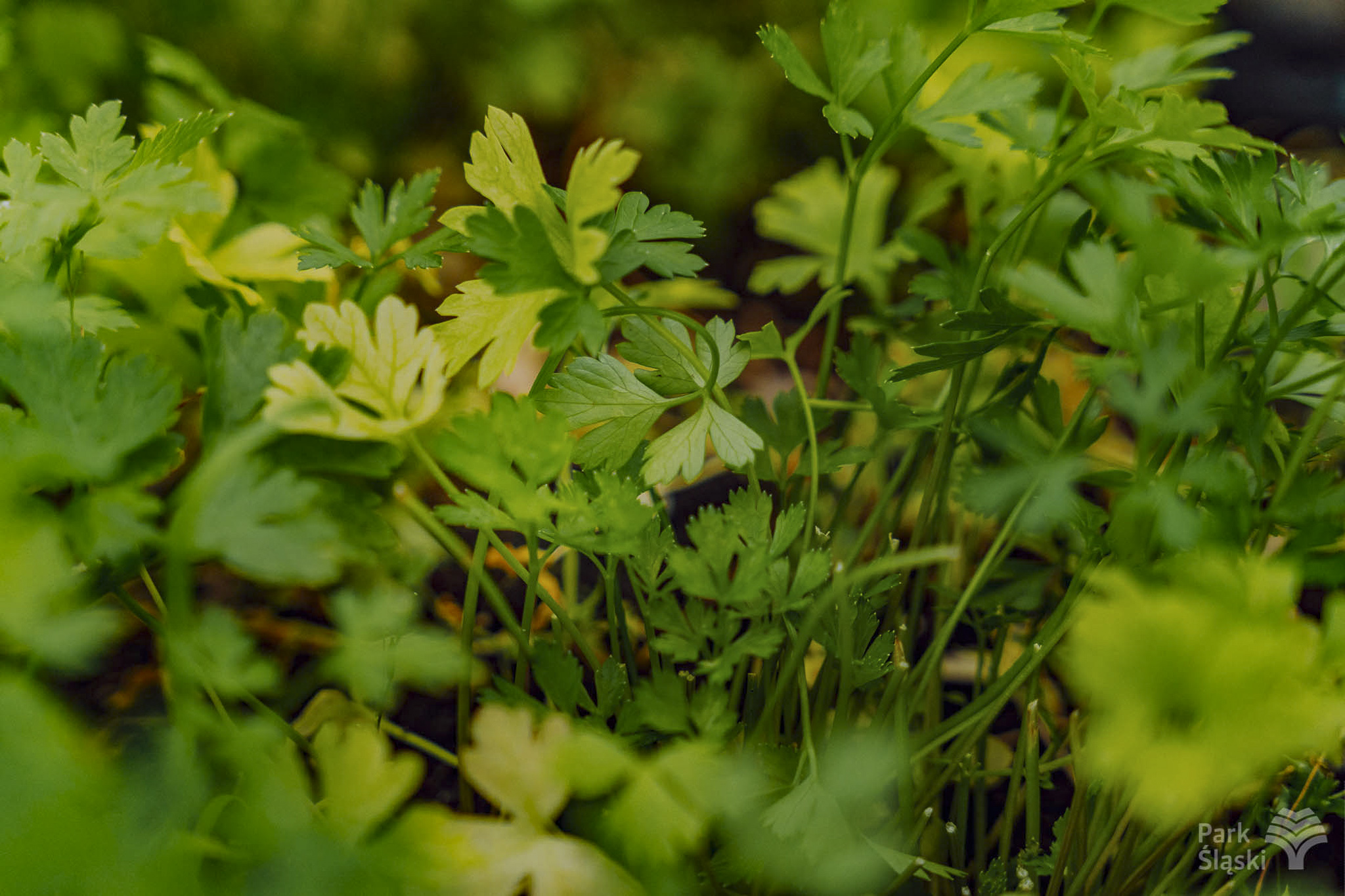 Tauron Park Śląski-77 Europerspektywy Park Śląski - zielone serce aglomeracji