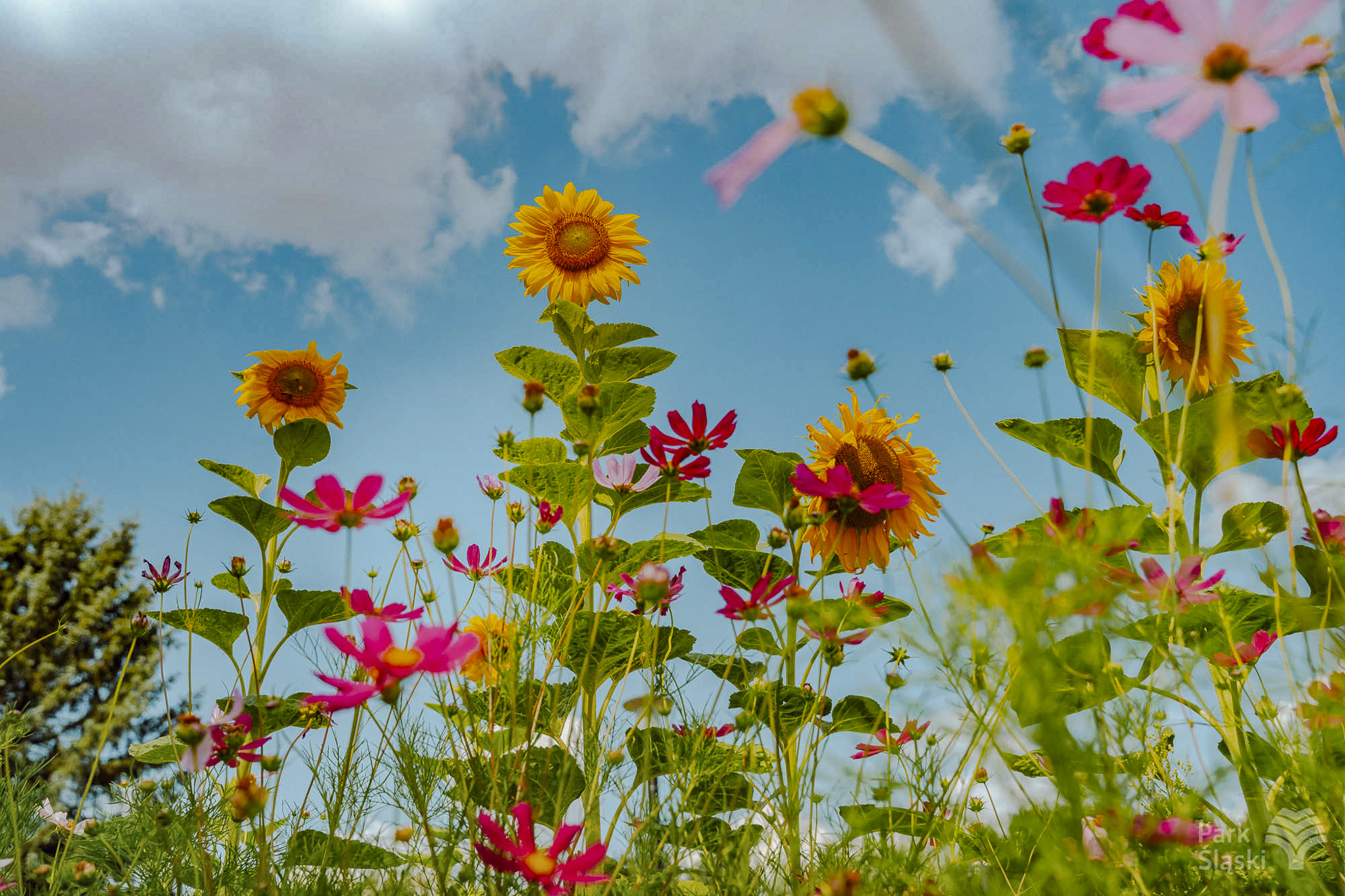 Europerspektywy Park Śląski - zielone serce aglomeracji
