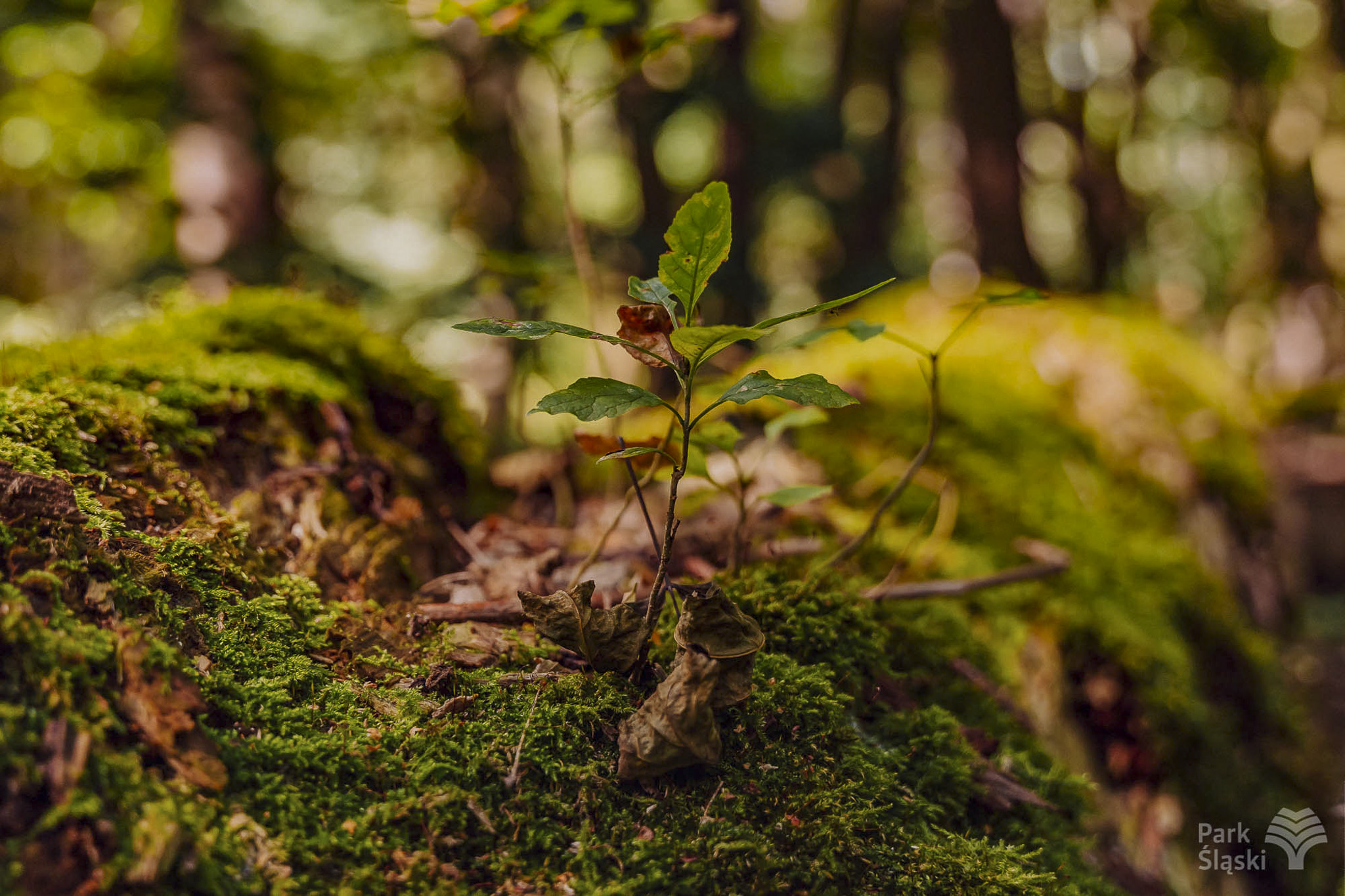 Tauron Park Śląski-84 Europerspektywy Park Śląski - zielone serce aglomeracji