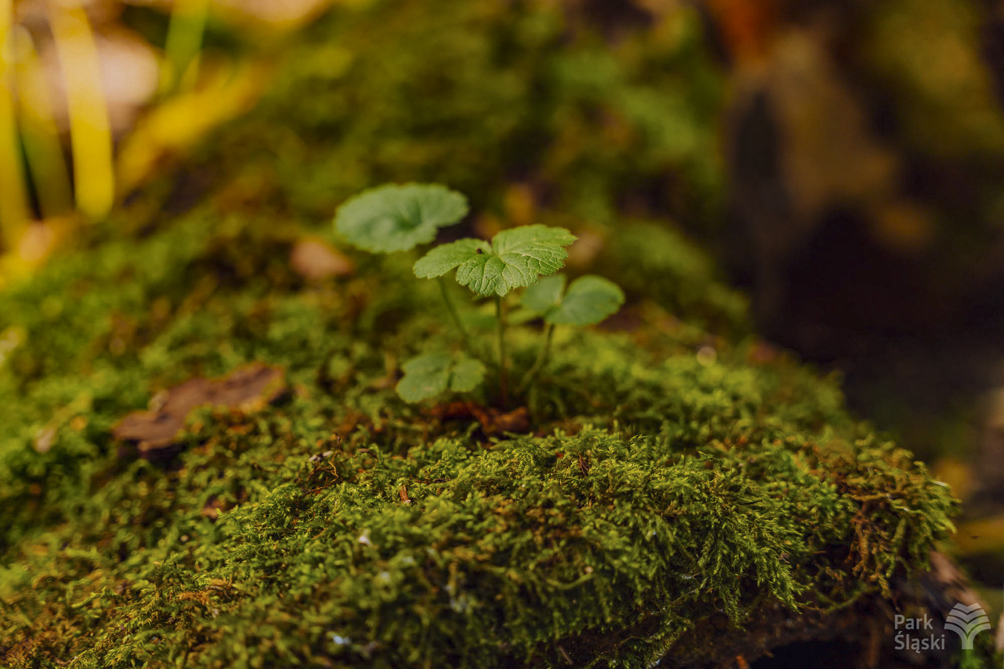 Tauron Park Śląski-85 Europerspektywy Park Śląski - zielone serce aglomeracji