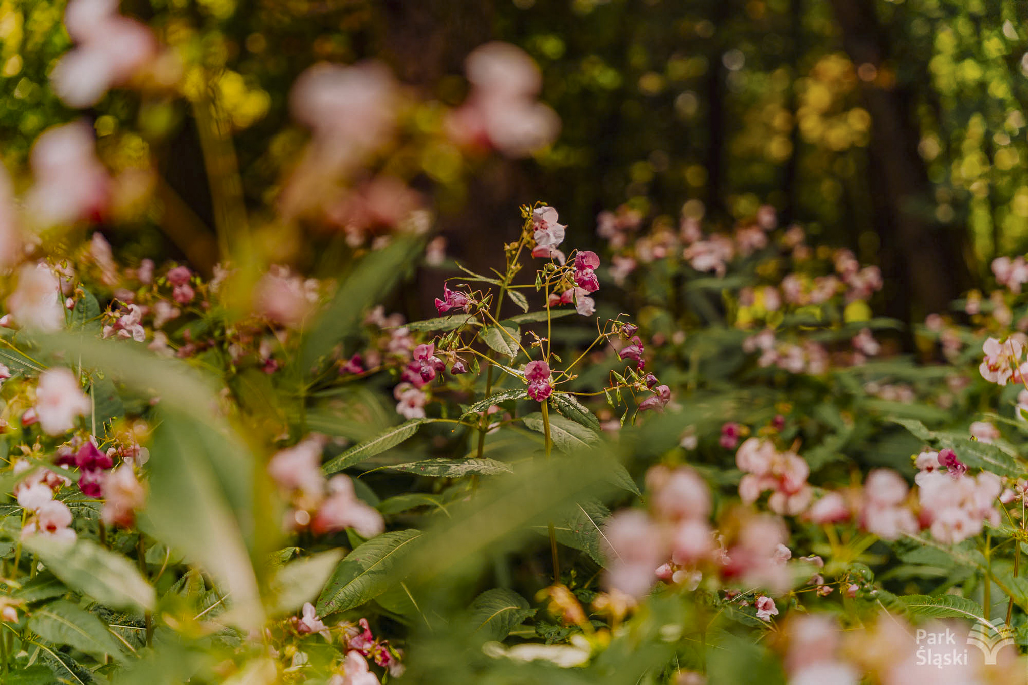 Tauron Park Śląski-86 Europerspektywy Park Śląski - zielone serce aglomeracji