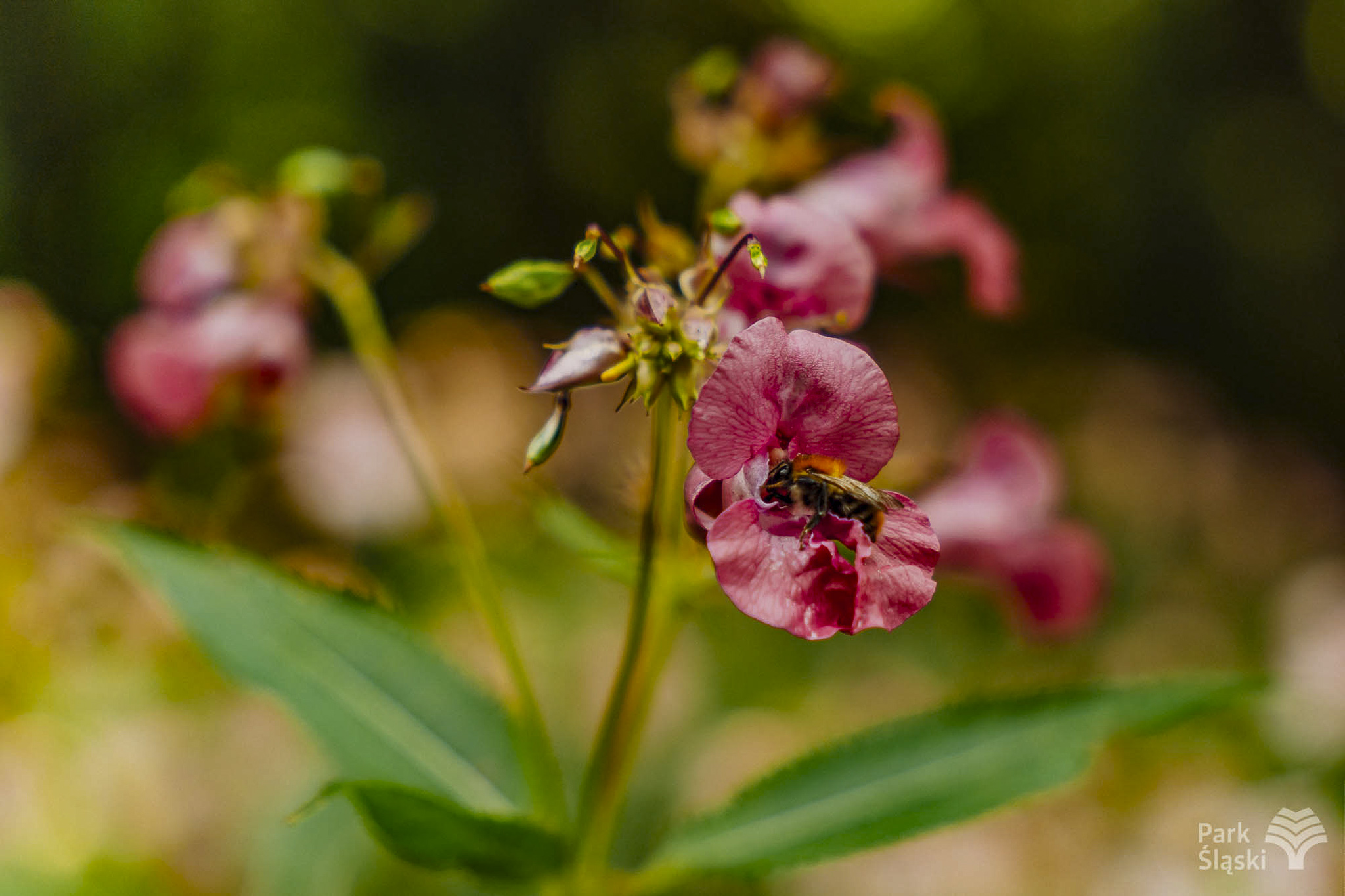 Tauron Park Śląski-87 Europerspektywy Park Śląski - zielone serce aglomeracji