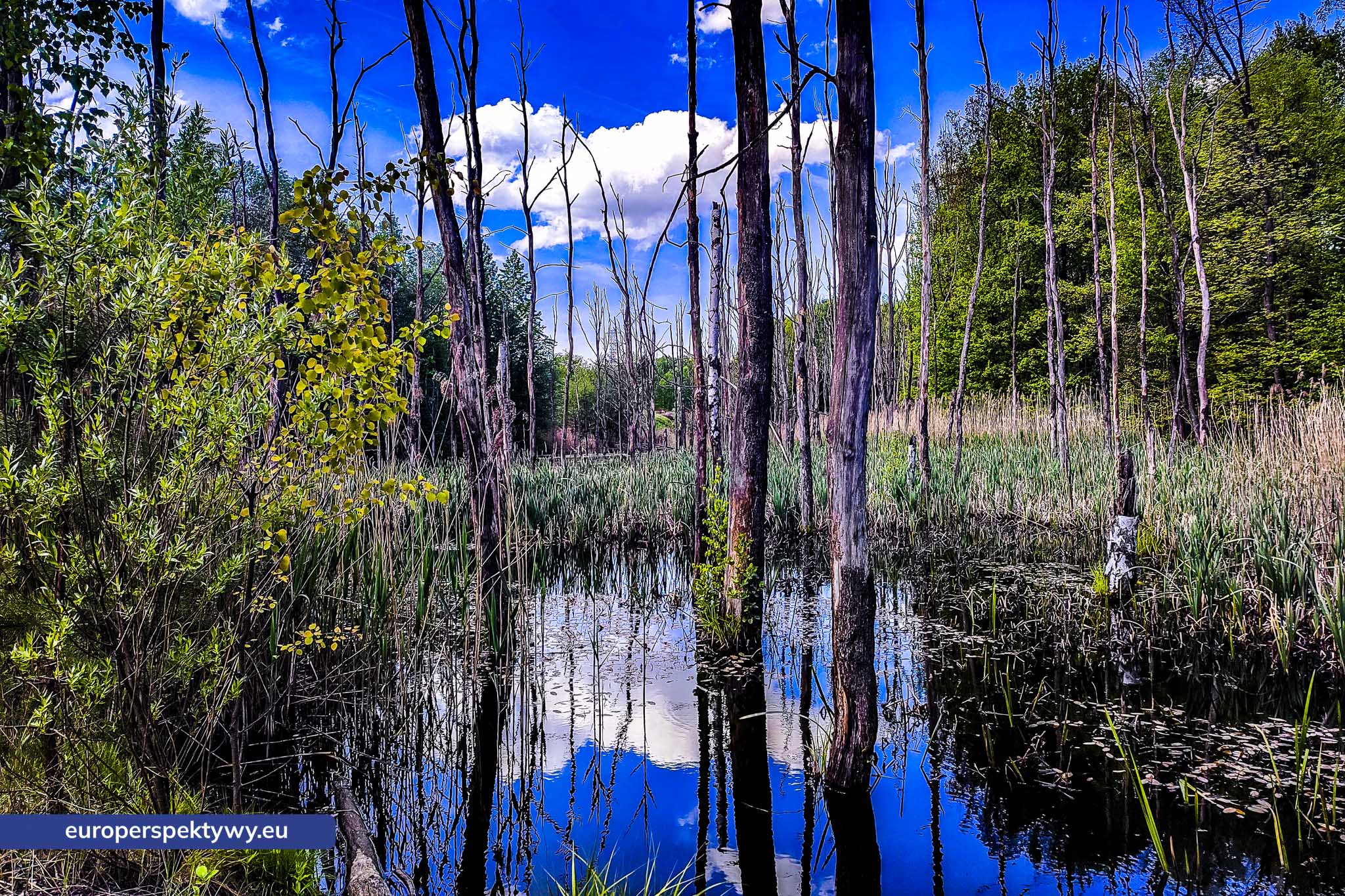 Uroczysko Buczyna – zespół przyrodniczo-krajobrazowy położ Europerspektywy Uroczysko Buczyna – zielona enklawa między miastami