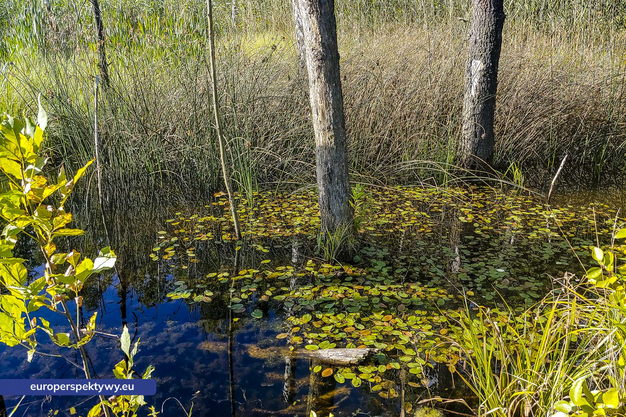 Uroczysko Buczyna – zespół przyrodniczo-krajobrazowy położ Europerspektywy Uroczysko Buczyna – zielona enklawa między miastami