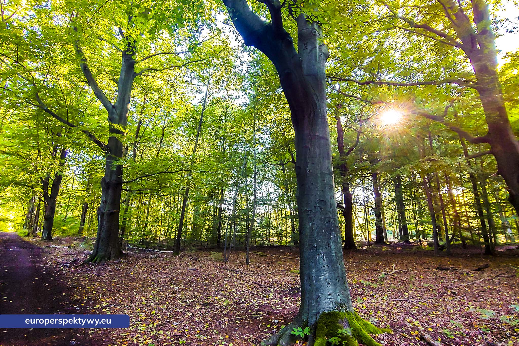 Europerspektywy Uroczysko Buczyna – zielona enklawa między miastami