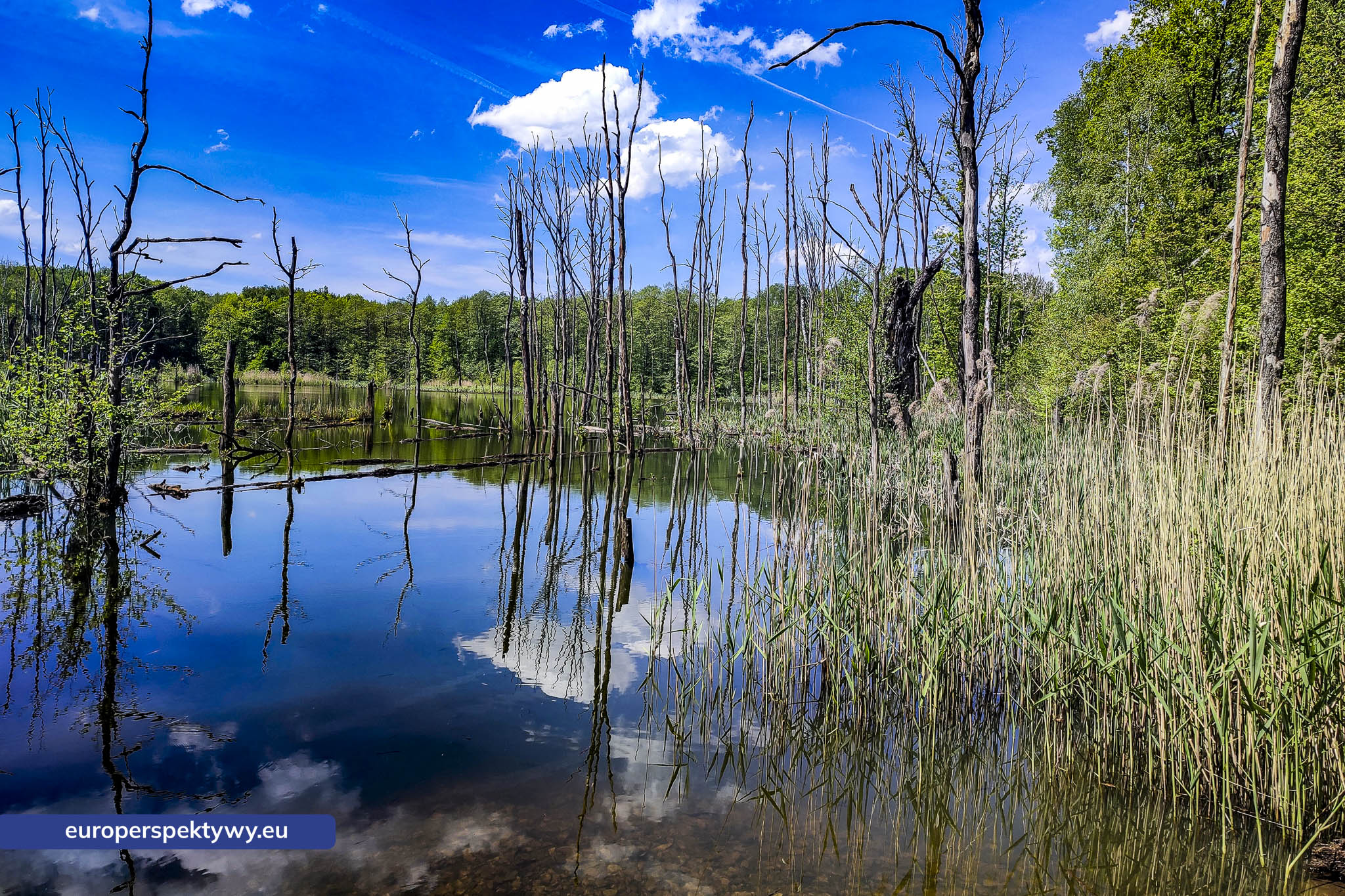 Uroczysko Buczyna – zespół przyrodniczo-krajobrazowy położ Europerspektywy Uroczysko Buczyna – zielona enklawa między miastami