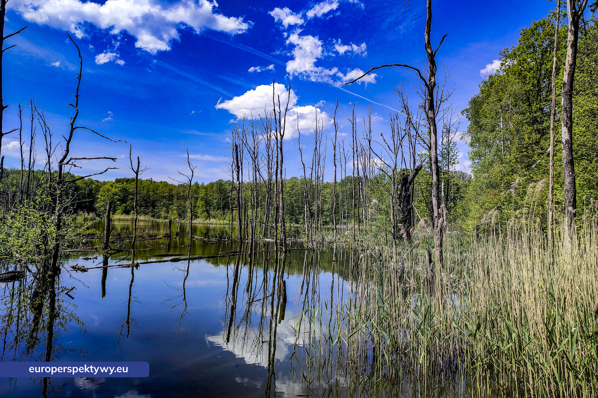 Europerspektywy Uroczysko Buczyna – zielona enklawa między miastami