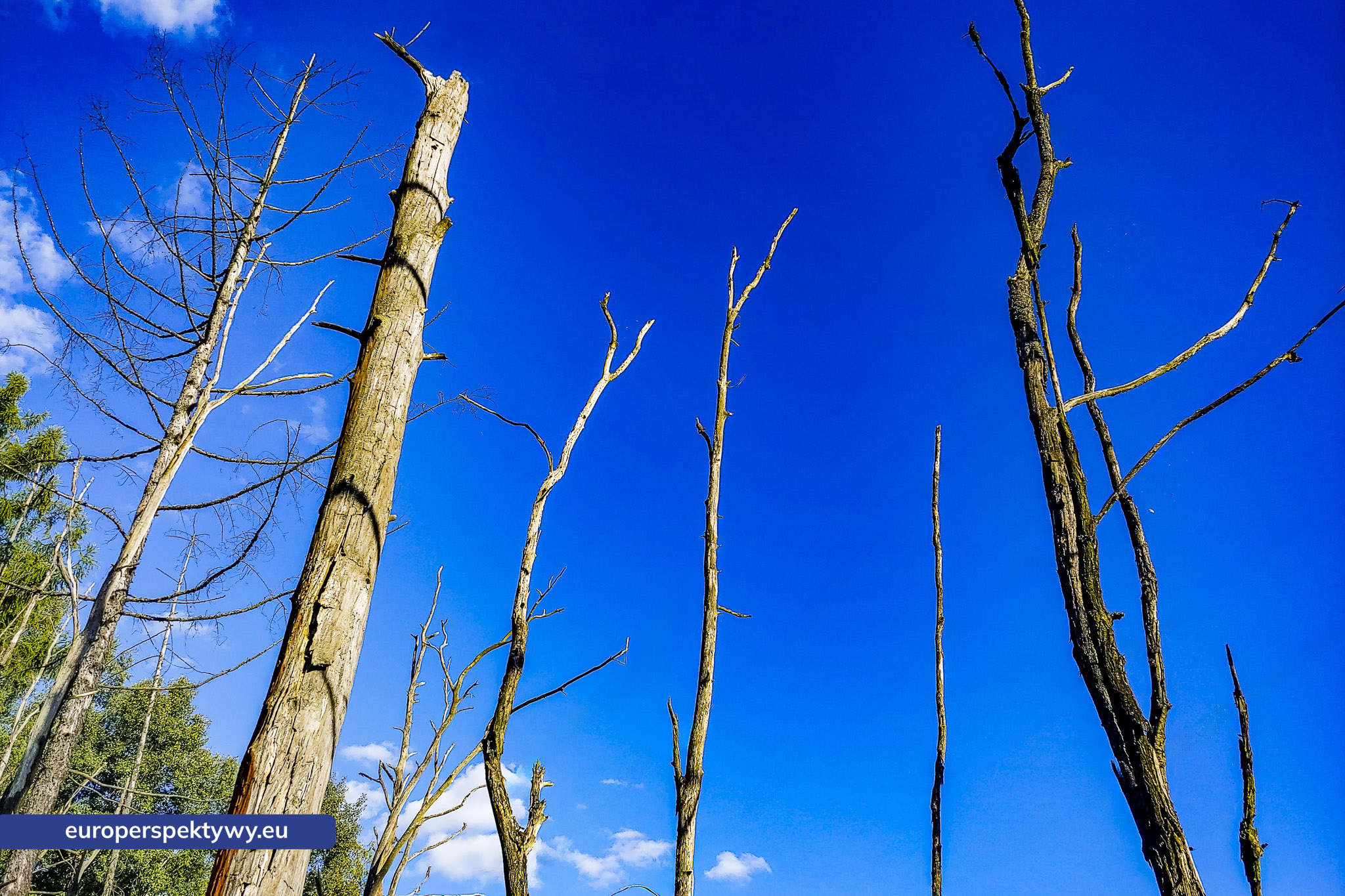 Uroczysko Buczyna – zespół przyrodniczo-krajobrazowy położ Europerspektywy Uroczysko Buczyna – zielona enklawa między miastami