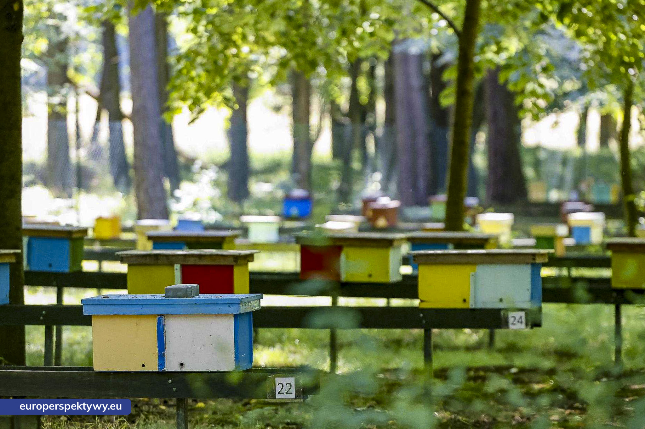 Europerspektywy Agnieszka Socha: świat pszczół to porządek, spokój i tradycja