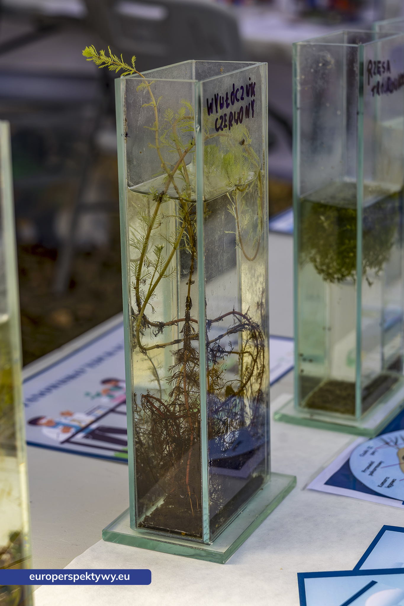 Europerspektywy Czysta Rzeka: ogólnopolska inauguracja 8. edycji w Częstochowie