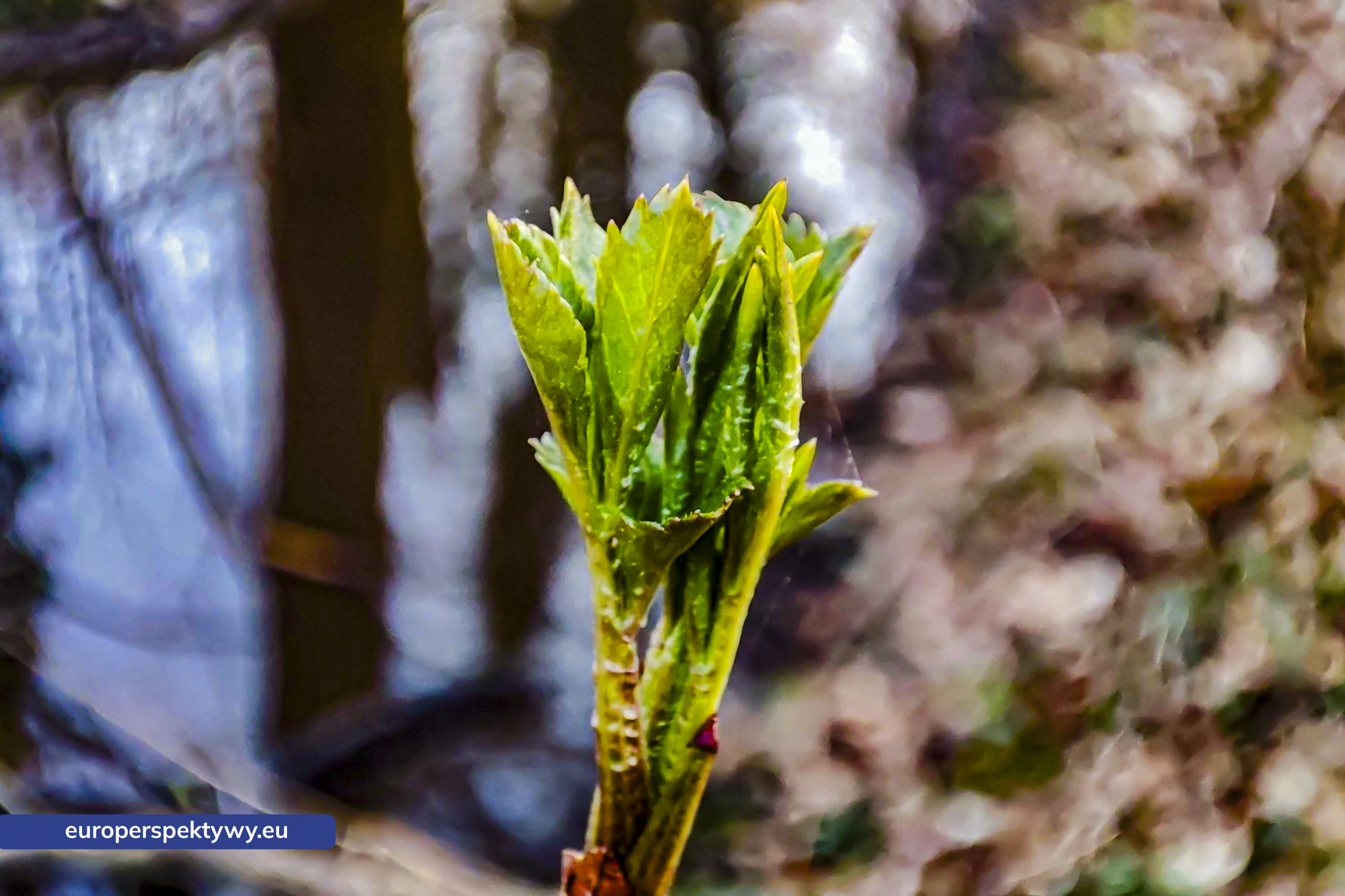 przedwiośnie wfośigw