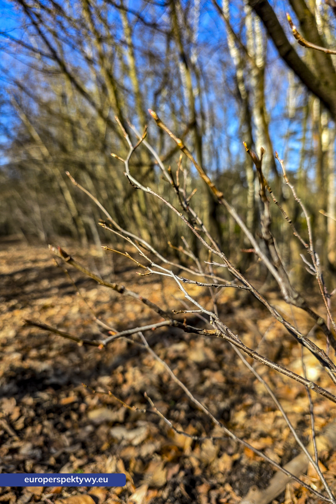 Europerspektywy Przedwiośnie – kiedy natura budzi się do życia