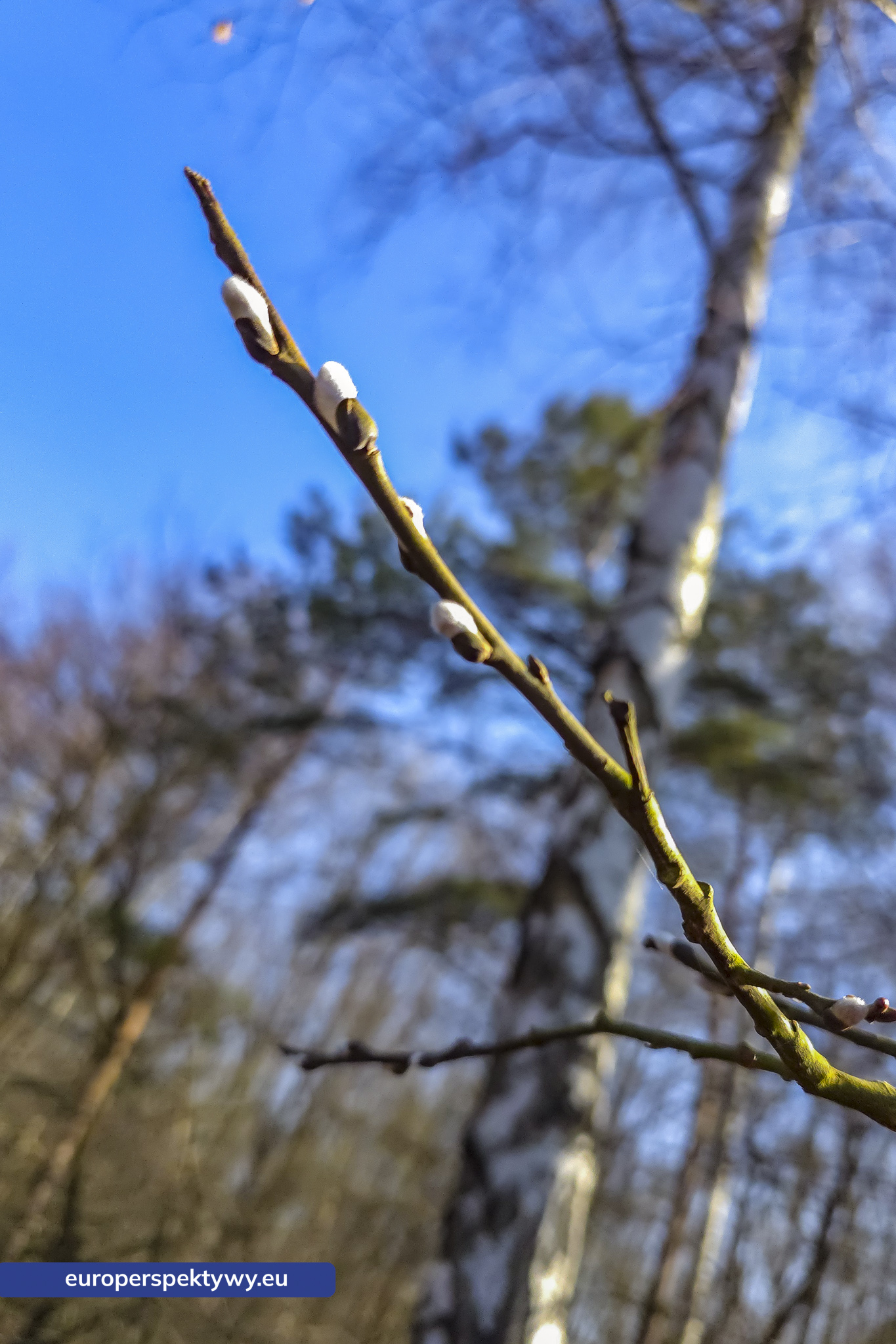 Europerspektywy Przedwiośnie – kiedy natura budzi się do życia