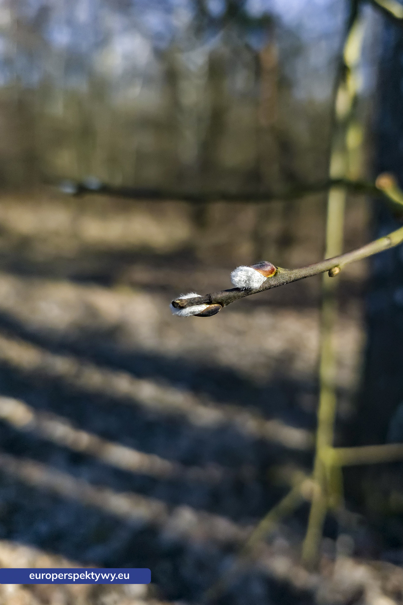 Europerspektywy Przedwiośnie – kiedy natura budzi się do życia