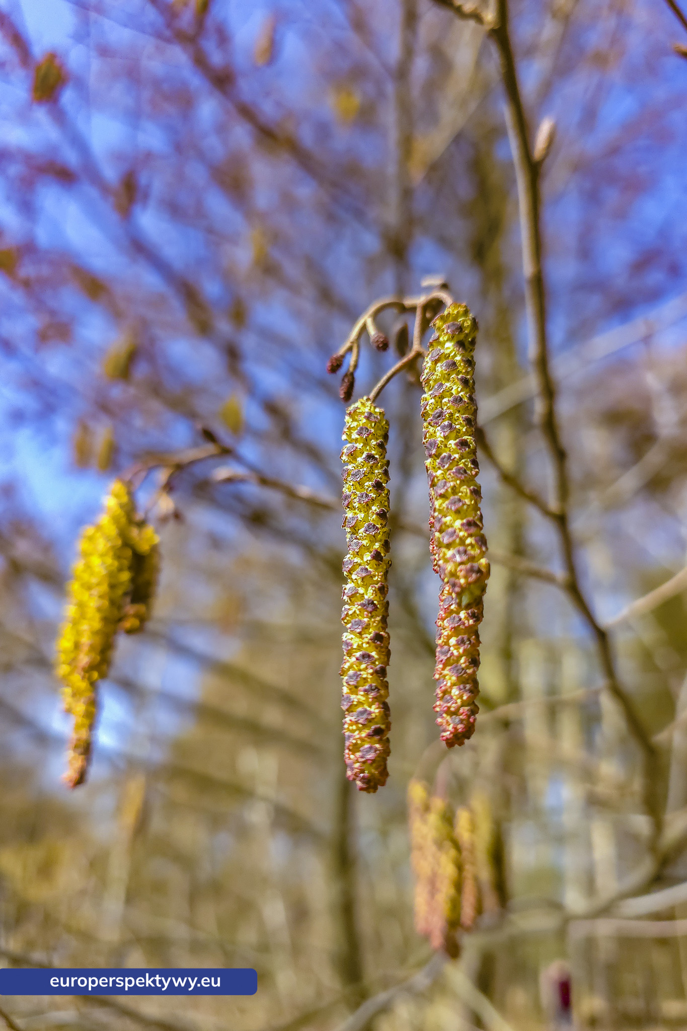 Europerspektywy Przedwiośnie – kiedy natura budzi się do życia